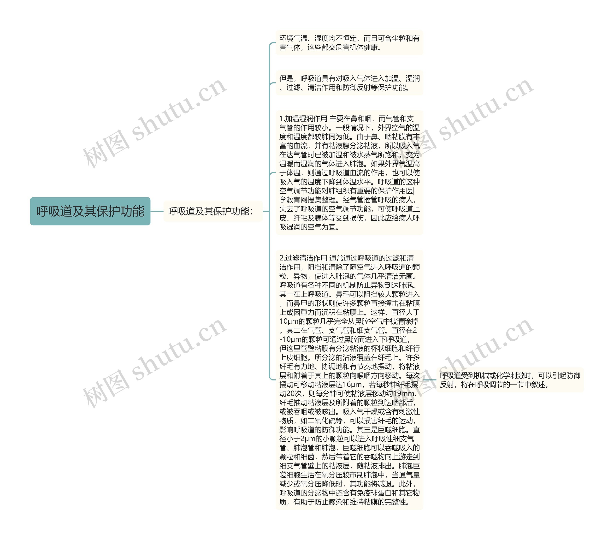 呼吸道及其保护功能思维导图