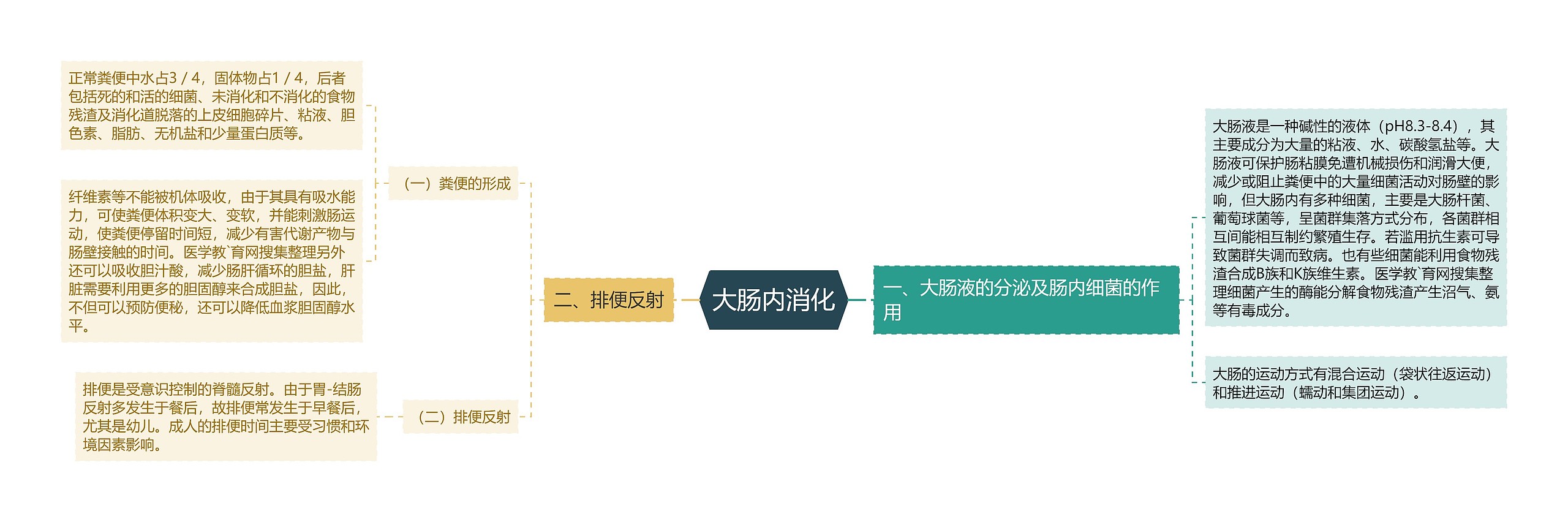 大肠内消化思维导图