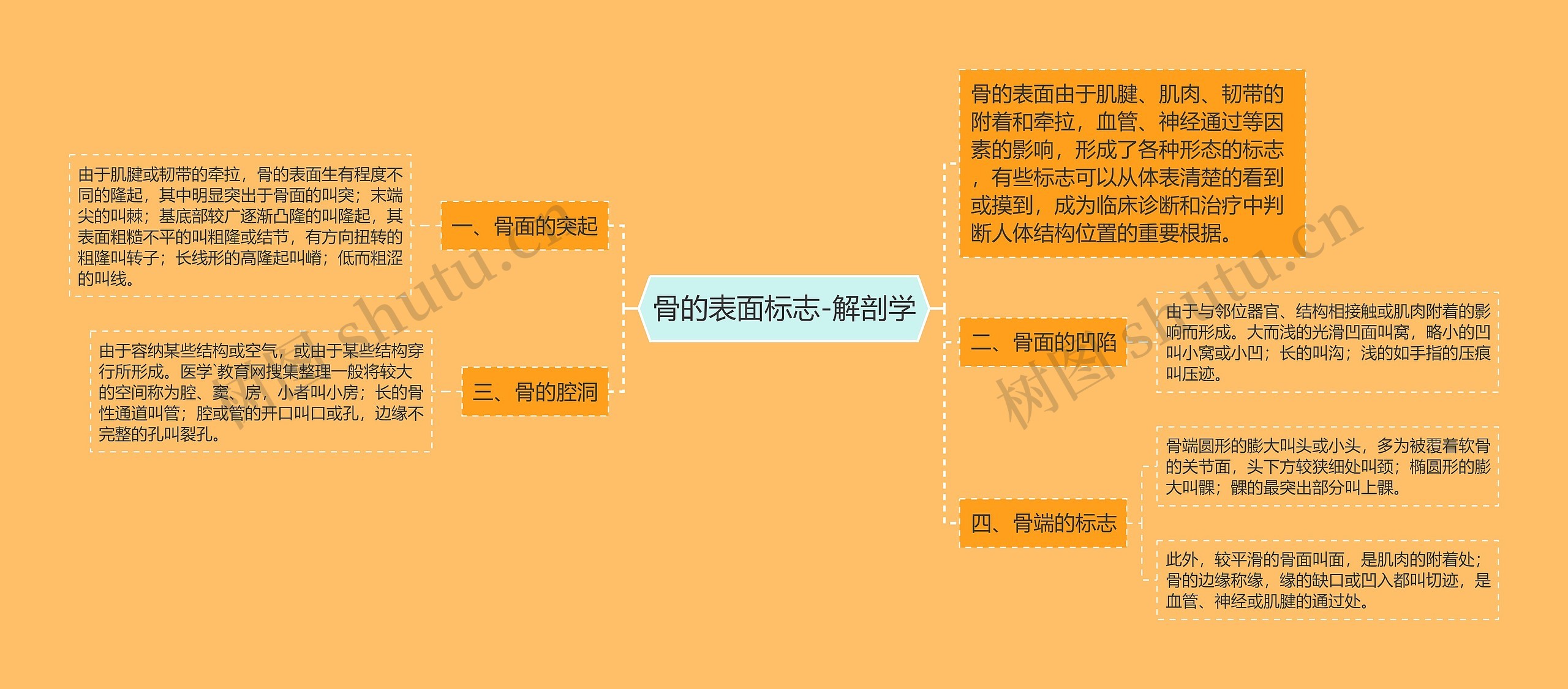 骨的表面标志-解剖学