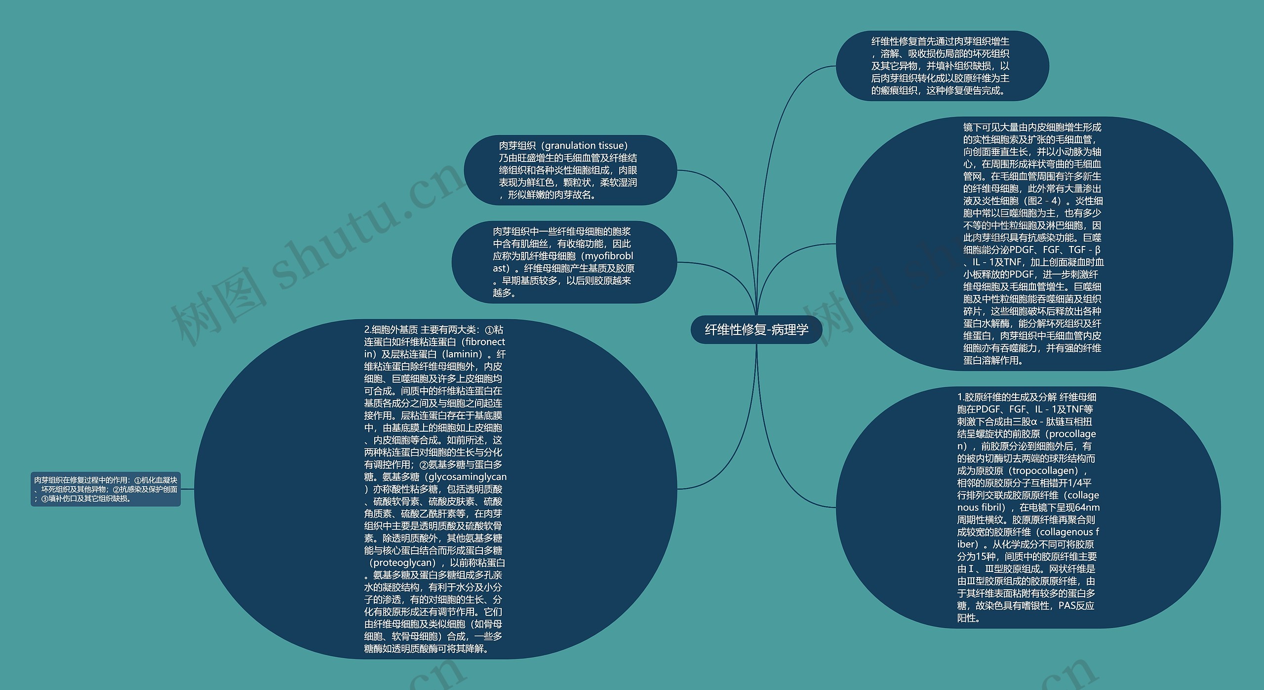 纤维性修复-病理学思维导图