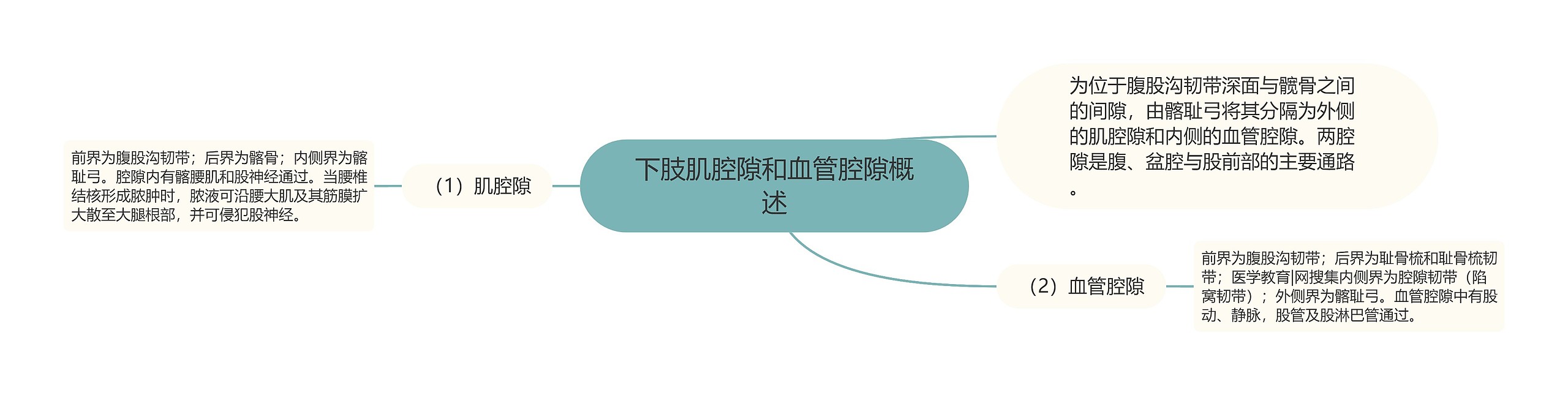 下肢肌腔隙和血管腔隙概述 下肢肌腔隙和血管腔隙概述