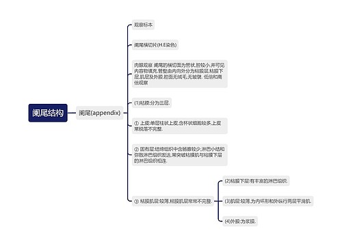 阑尾结构