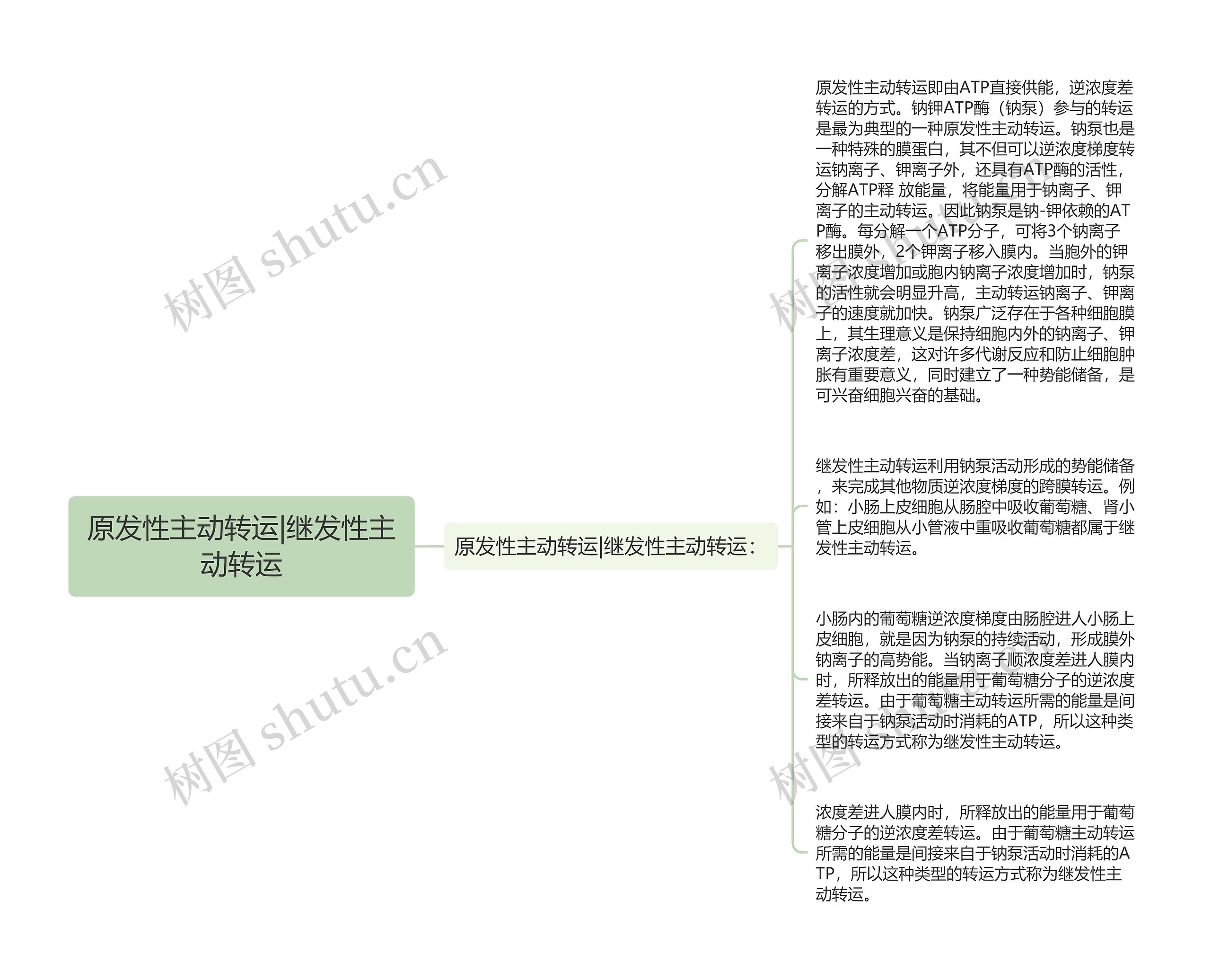 原发性主动转运|继发性主动转运思维导图