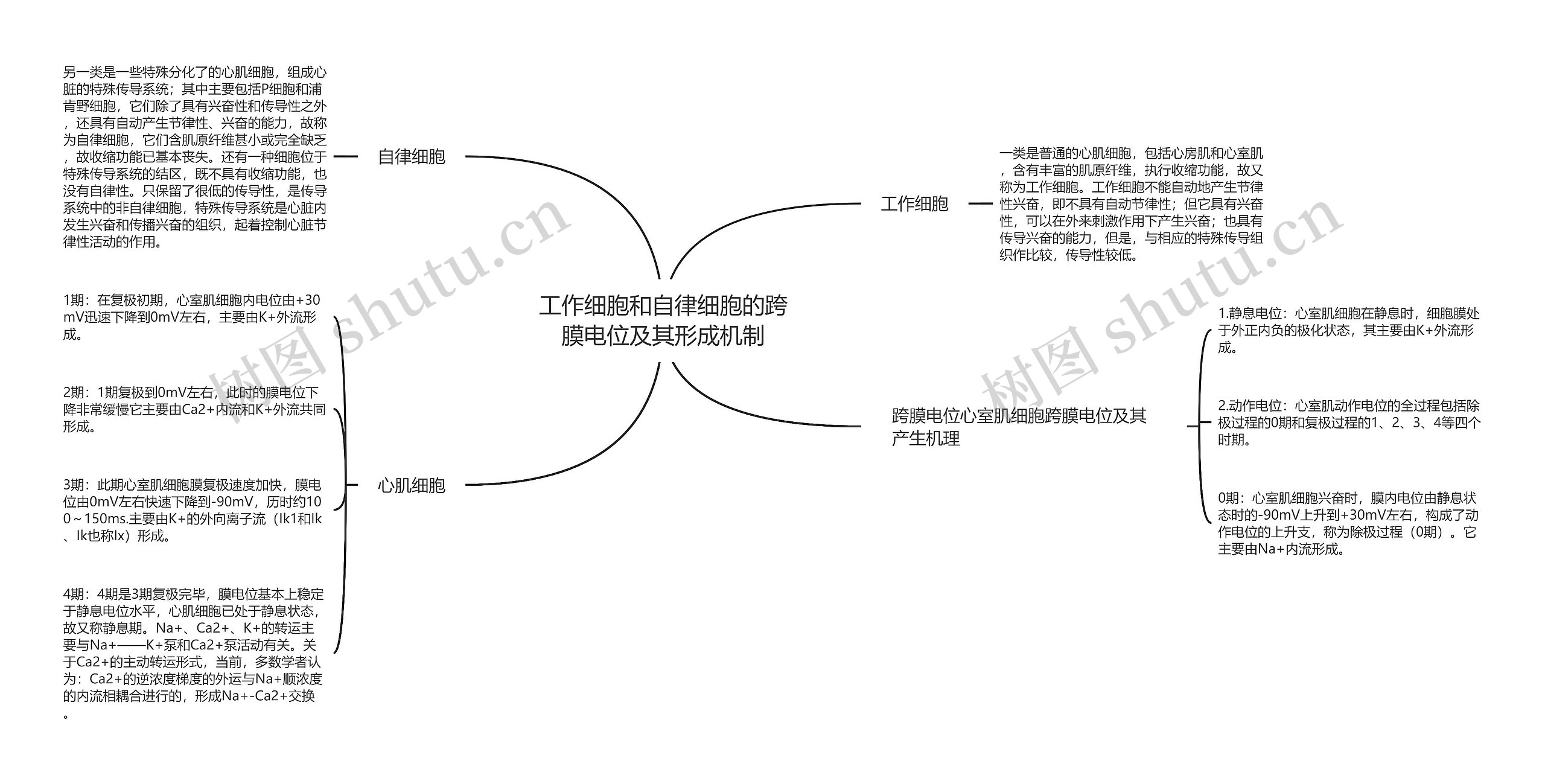 工作细胞和自律细胞的跨膜电位及其形成机制思维导图