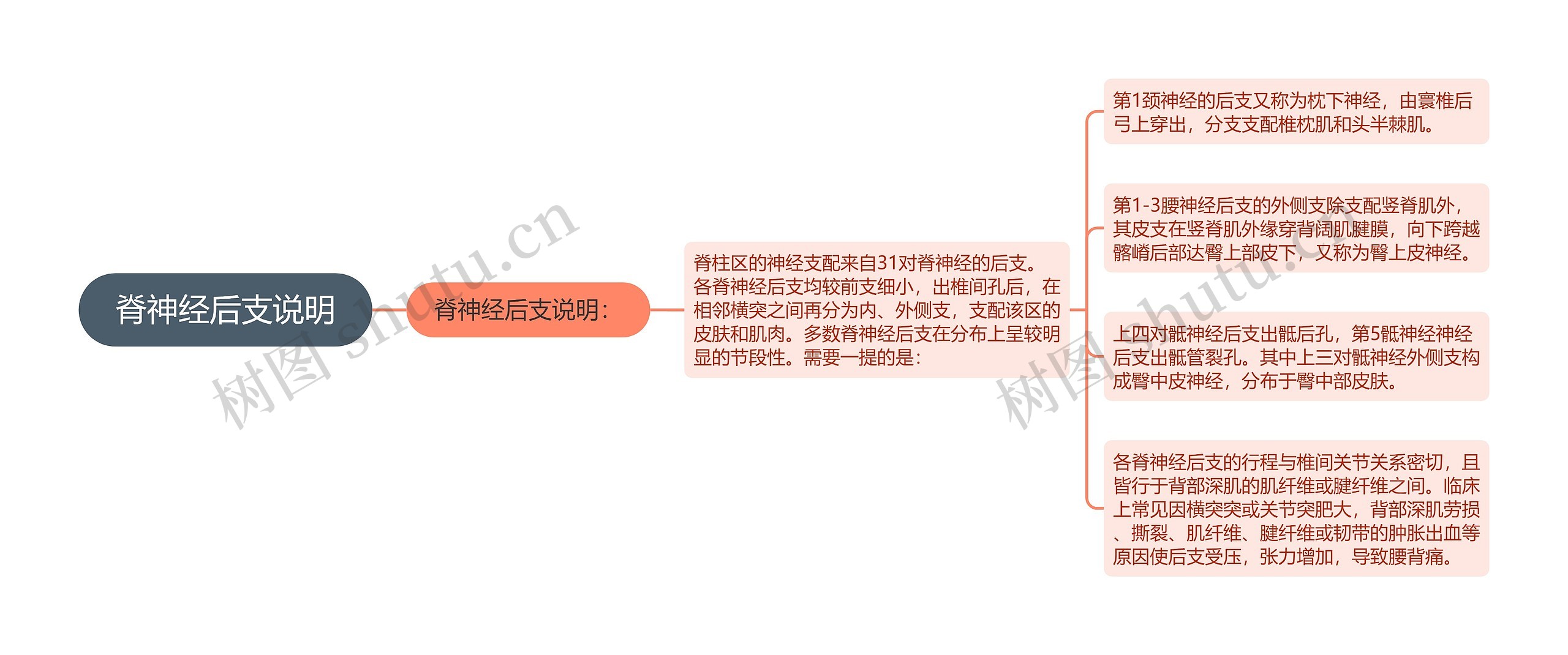 脊神经后支说明