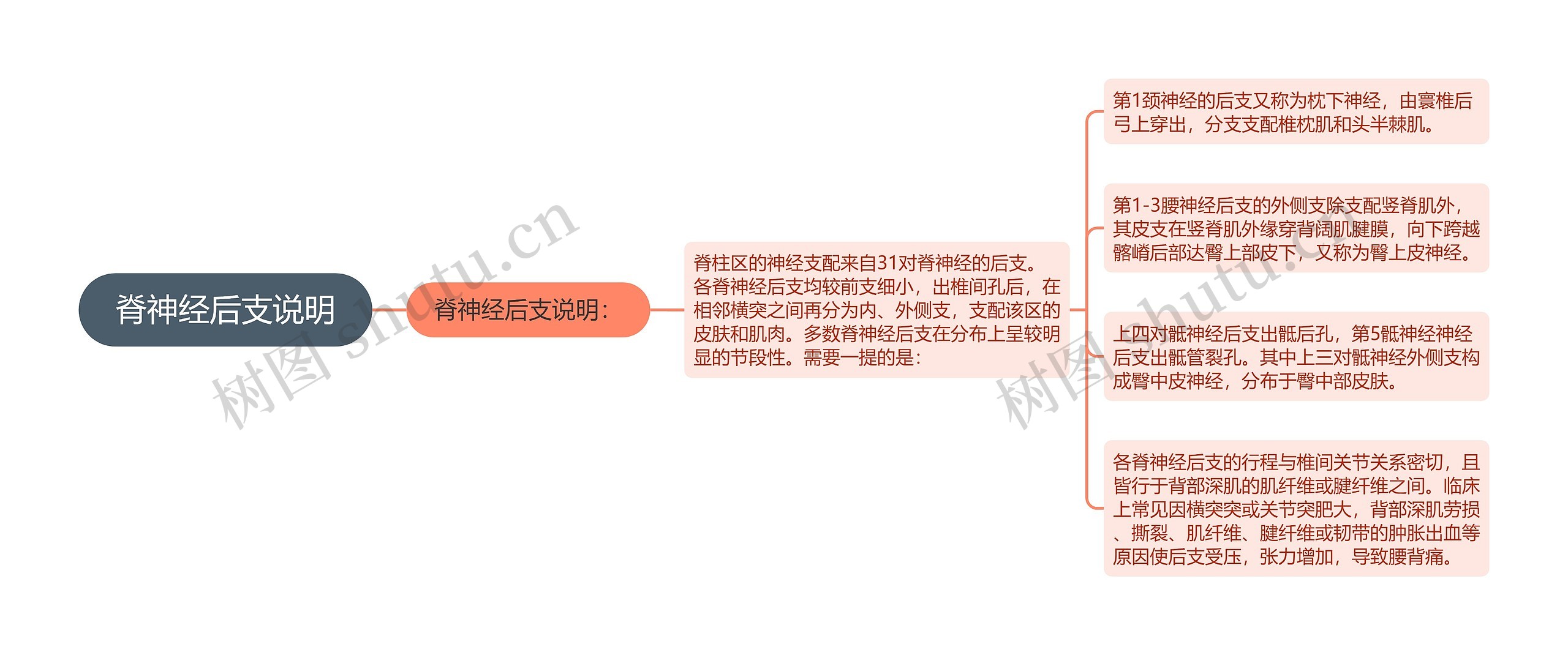 脊神经后支说明思维导图