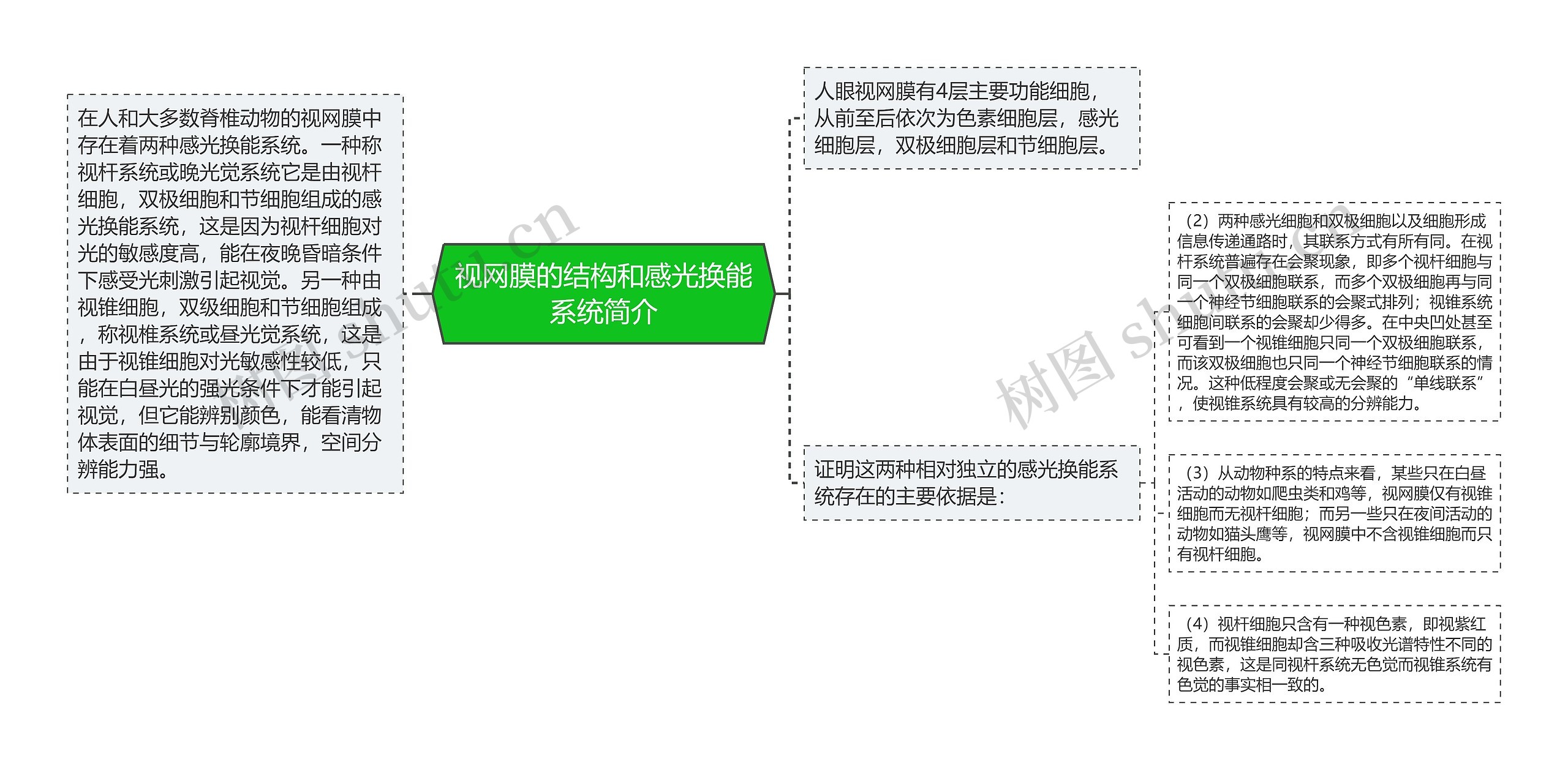 视网膜的结构和感光换能系统简介 视网膜的结构和感光换能系统简介