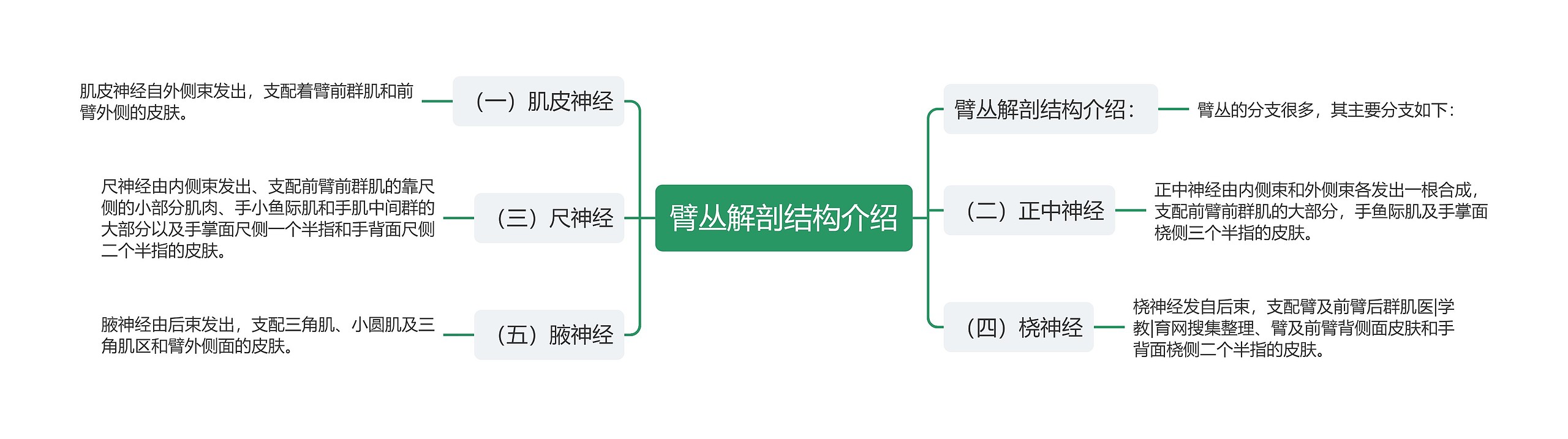 臂丛解剖结构介绍思维导图