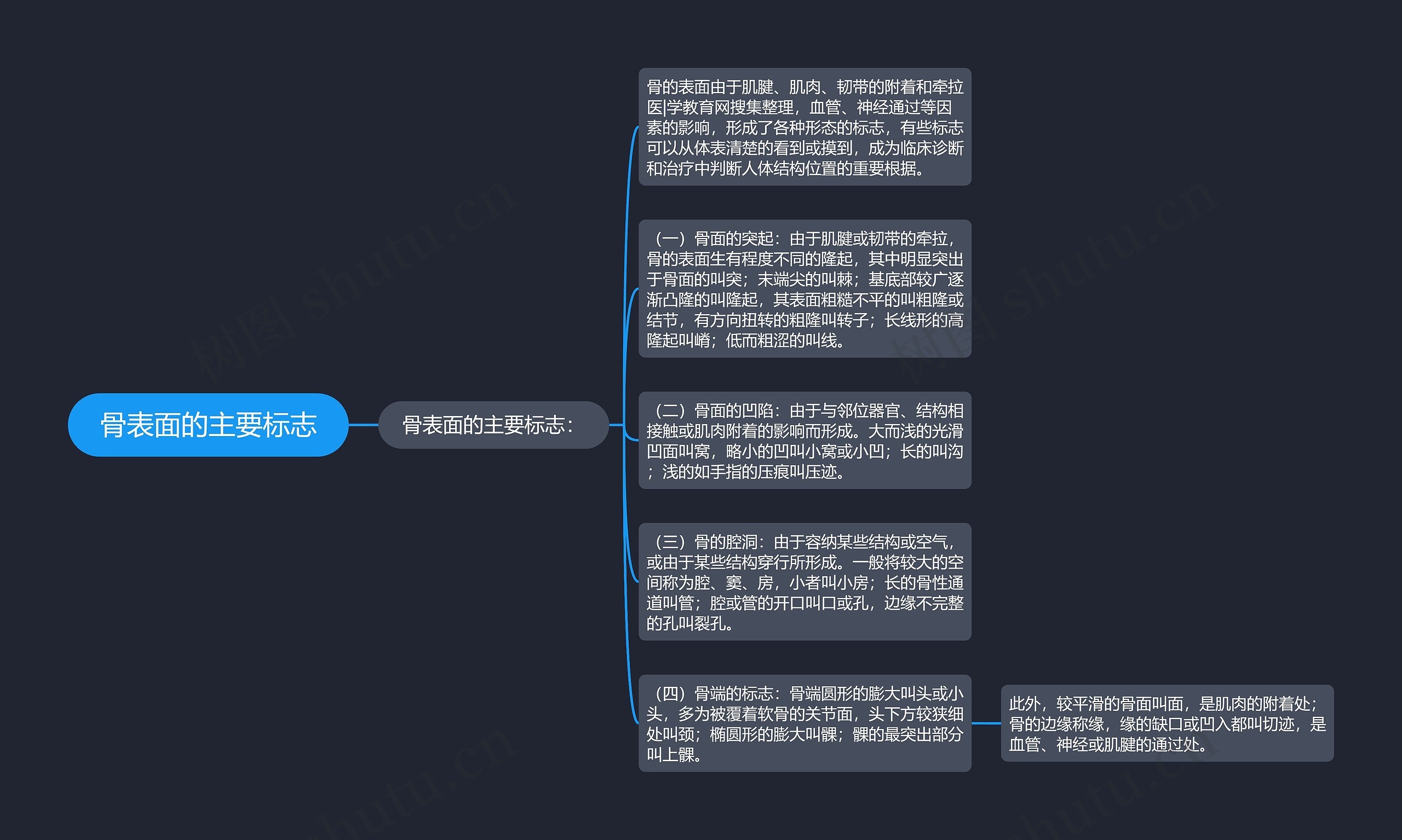 骨表面的主要标志