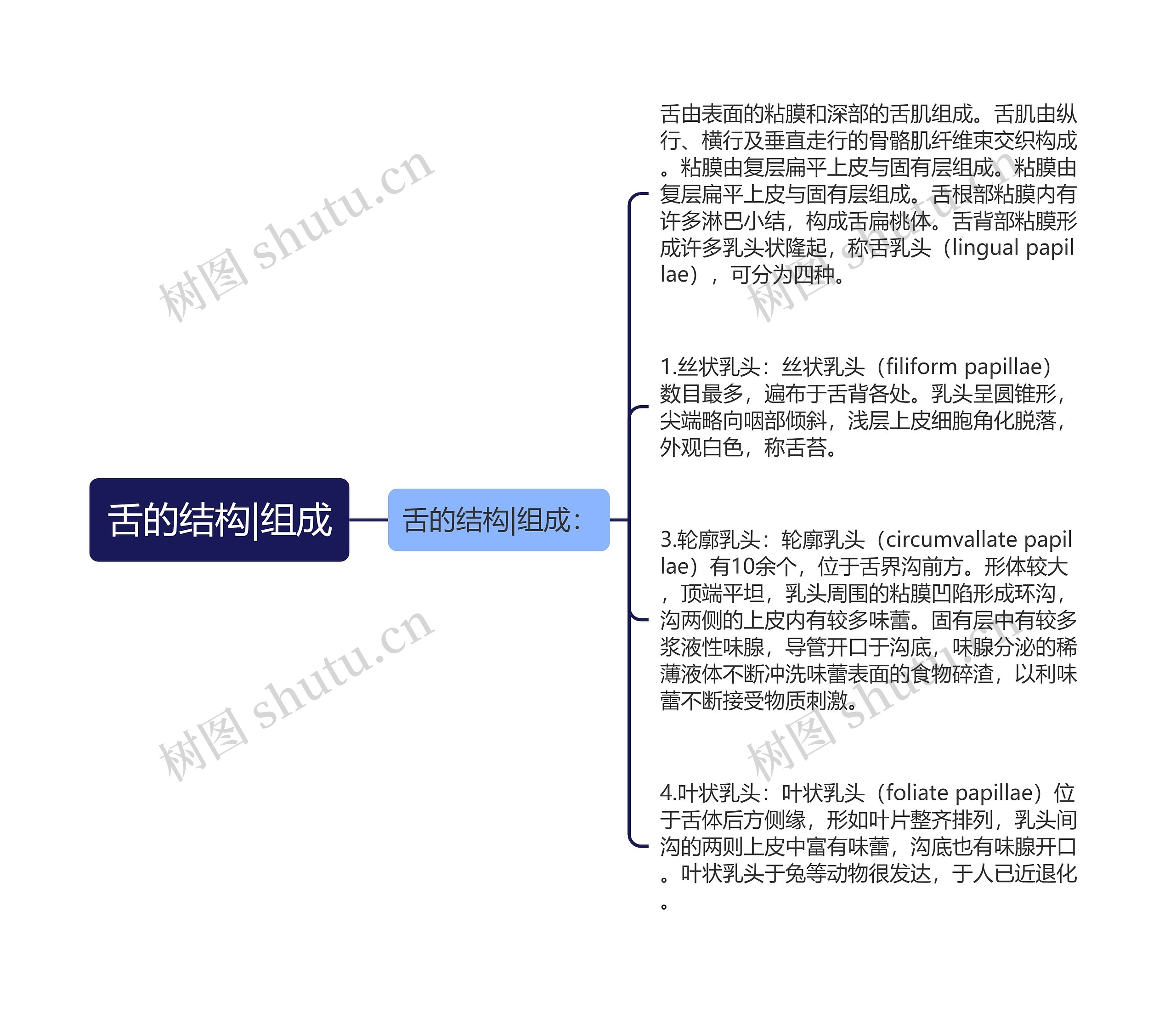 舌的结构|组成思维导图