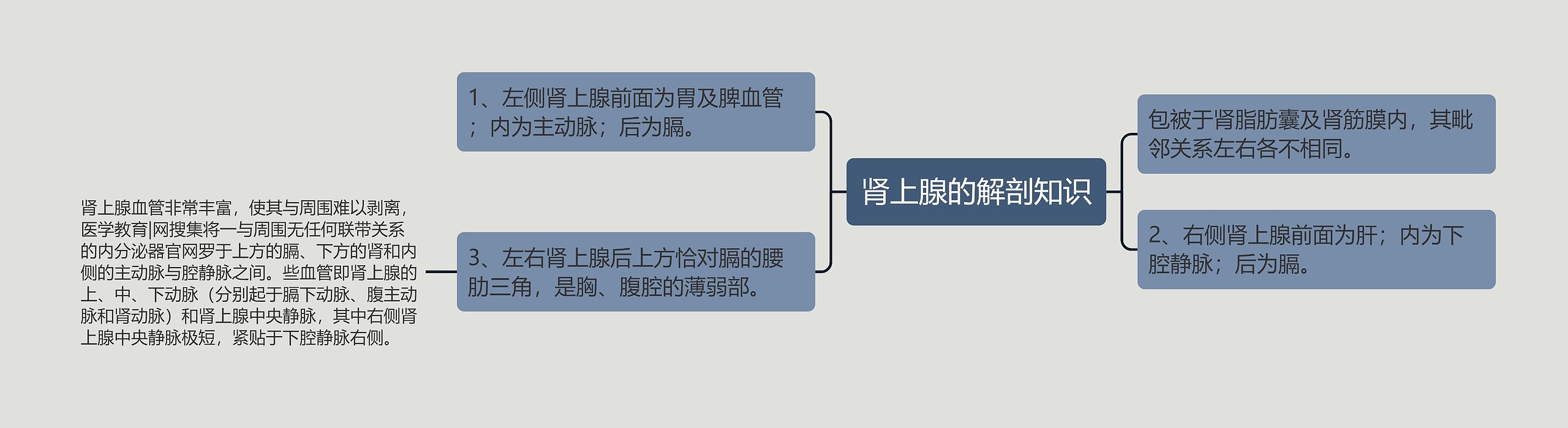 肾上腺的解剖知识