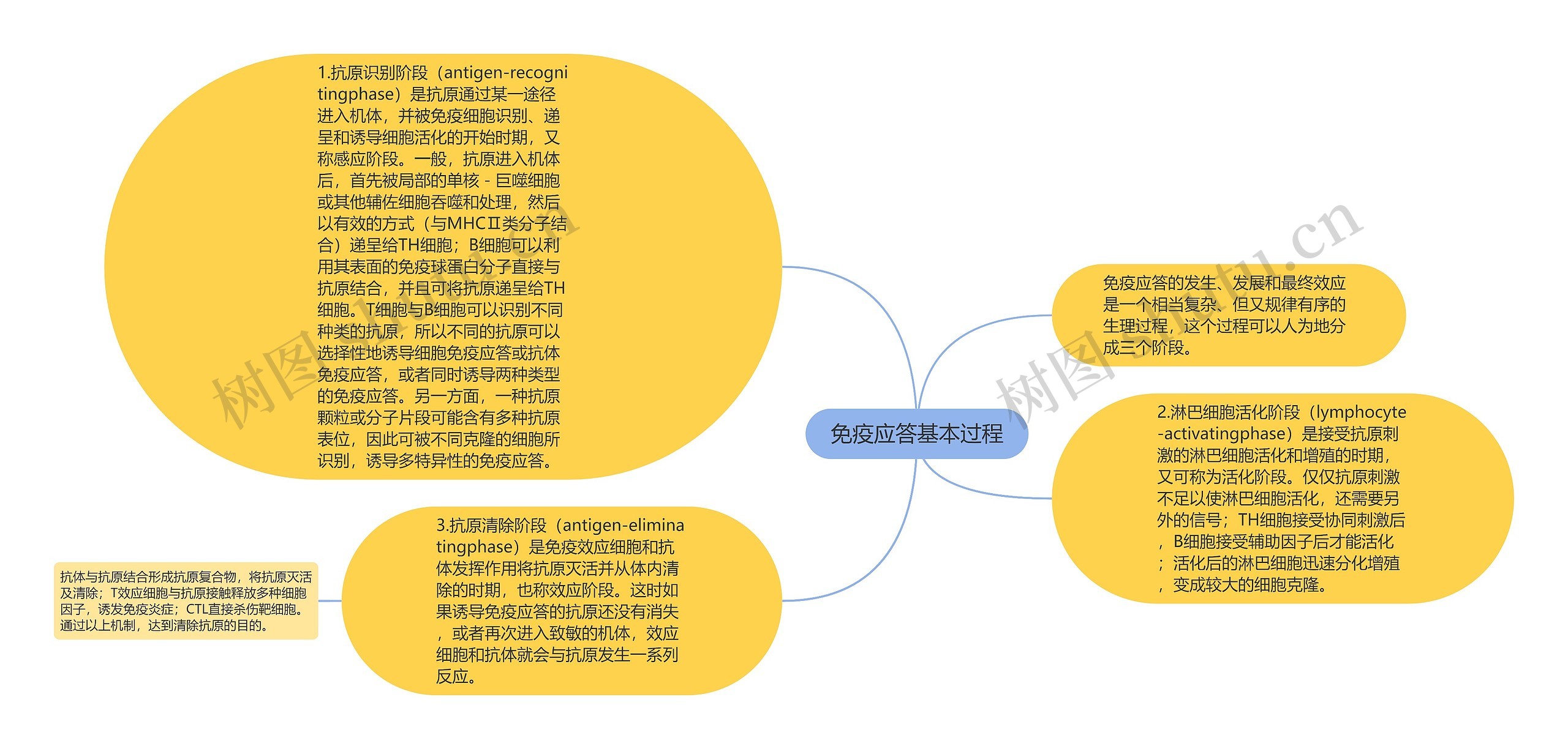 免疫应答基本过程思维导图