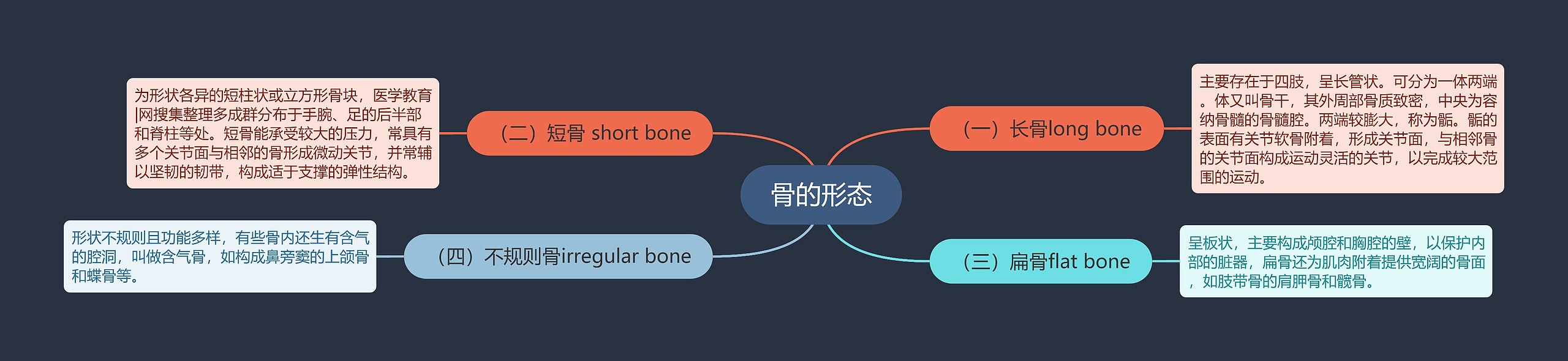 骨的形态思维导图