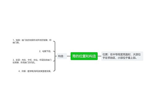 胃的位置和构造