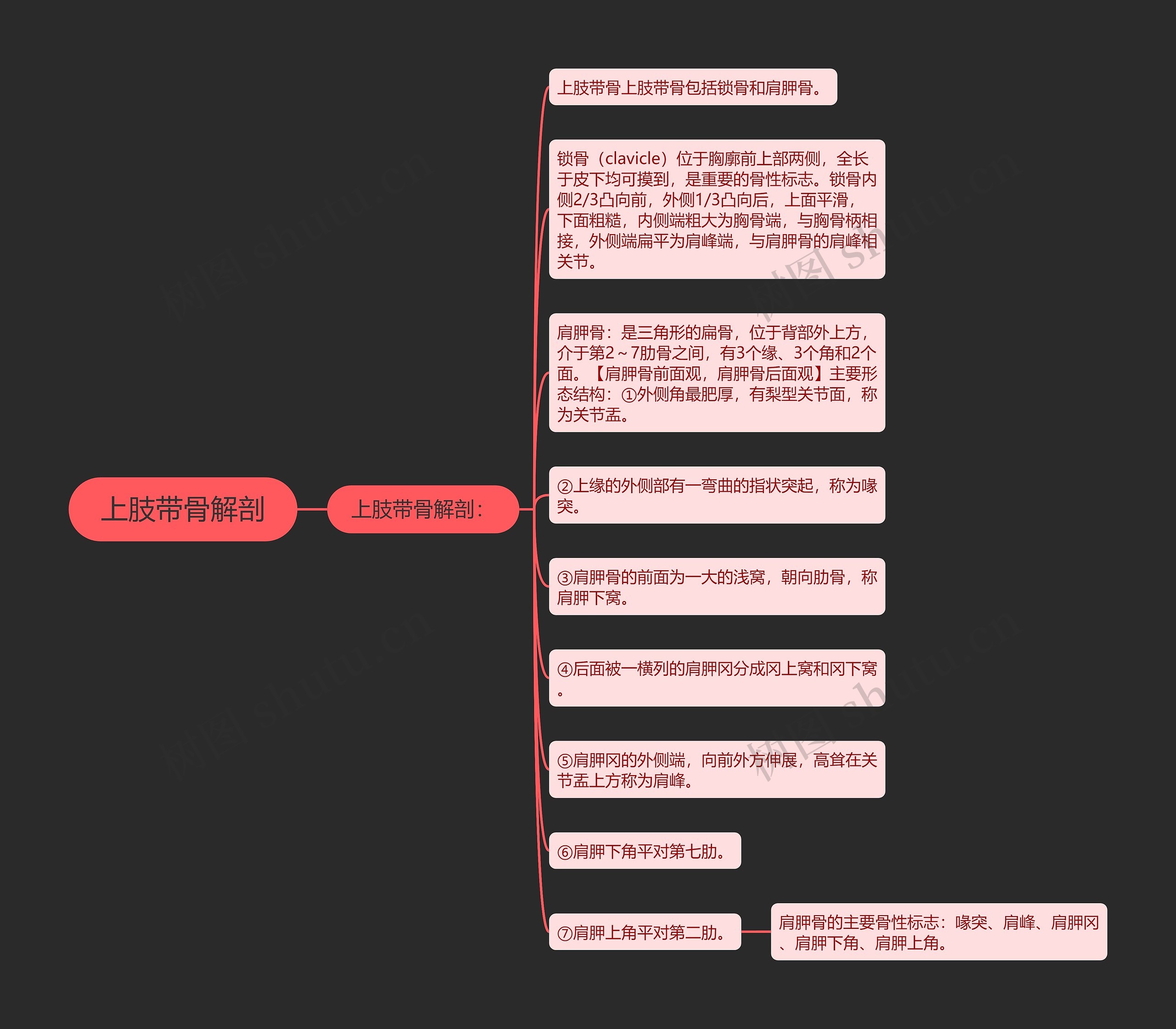 上肢带骨解剖思维导图