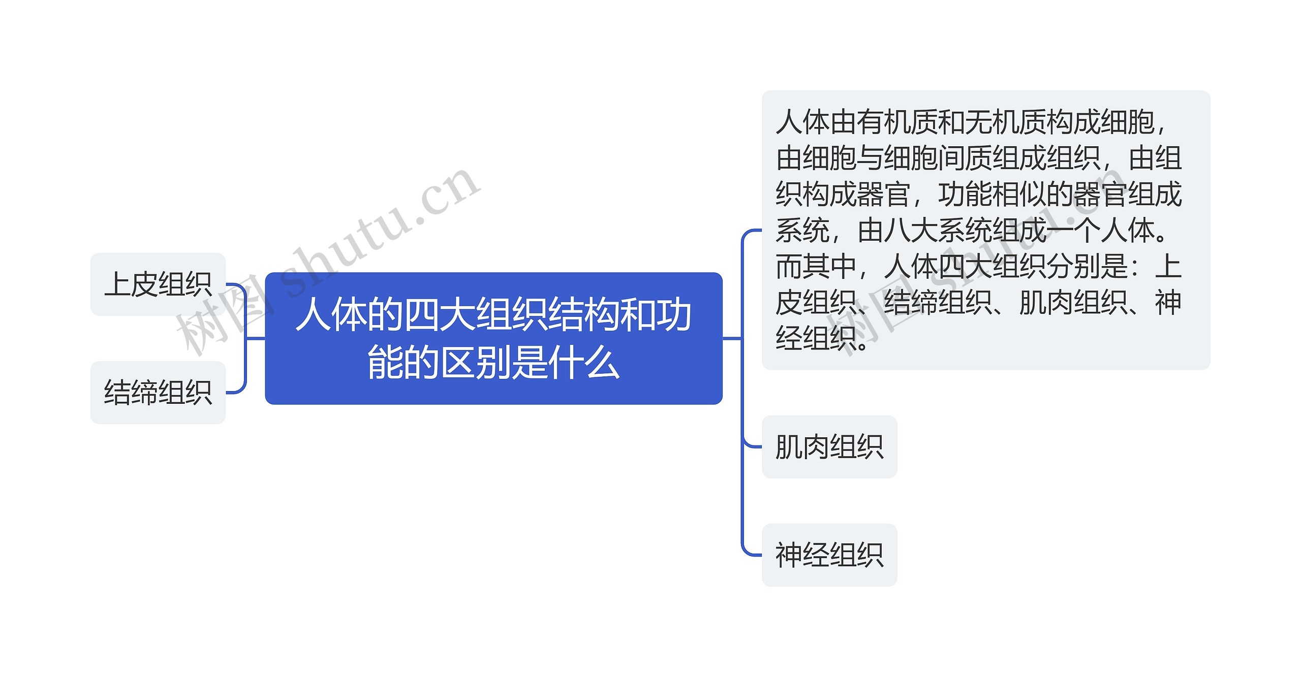 人体的四大组织结构和功能的区别是什么