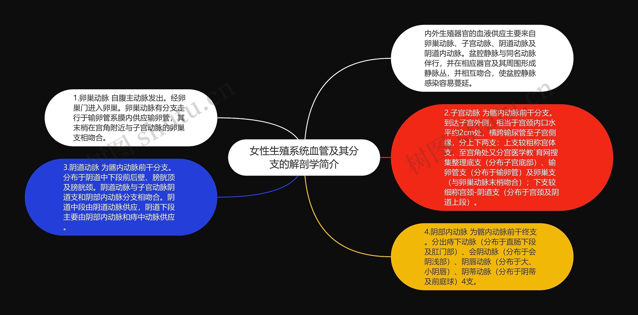 女性生殖系统血管及其分支的解剖学简介思维导图