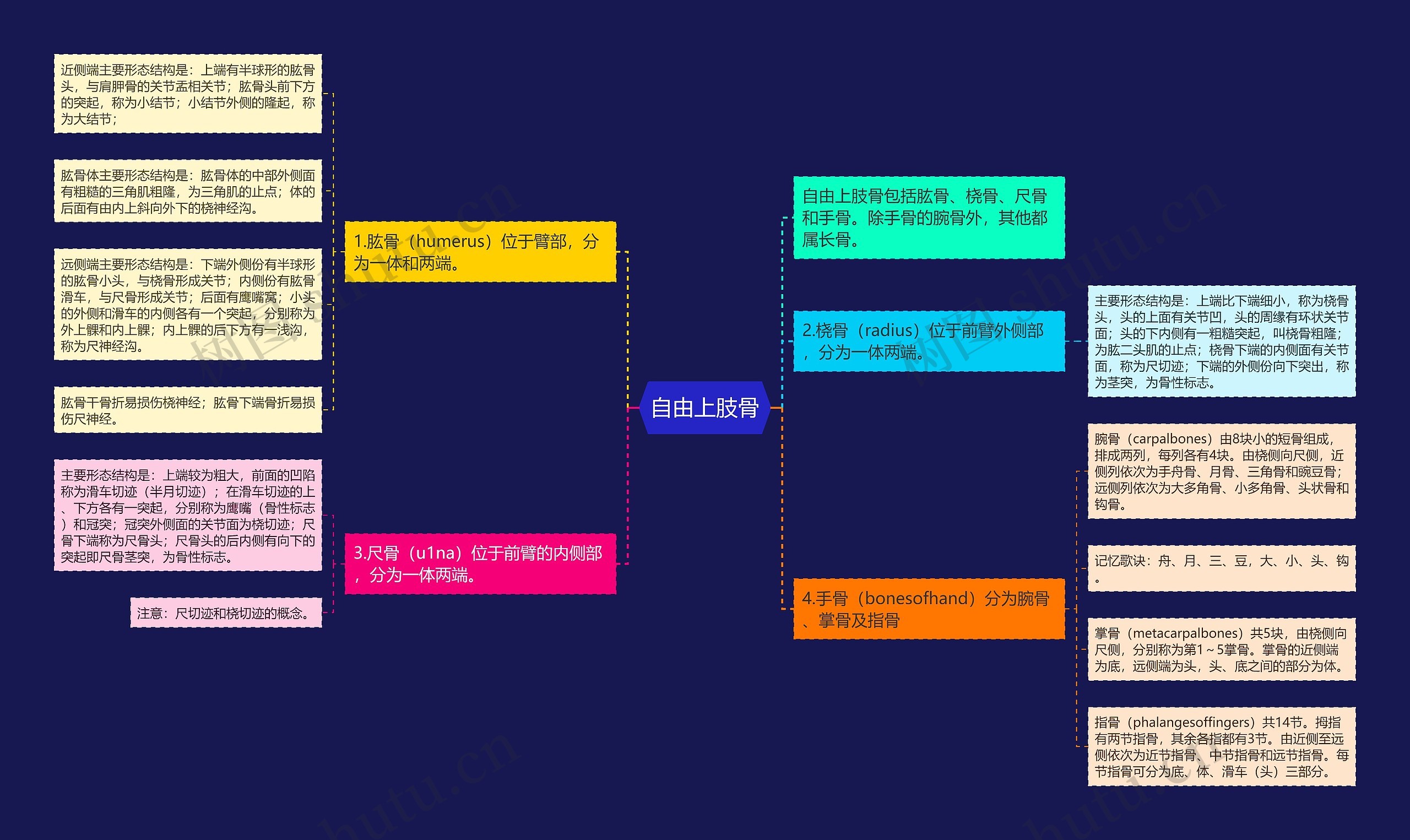自由上肢骨思维导图