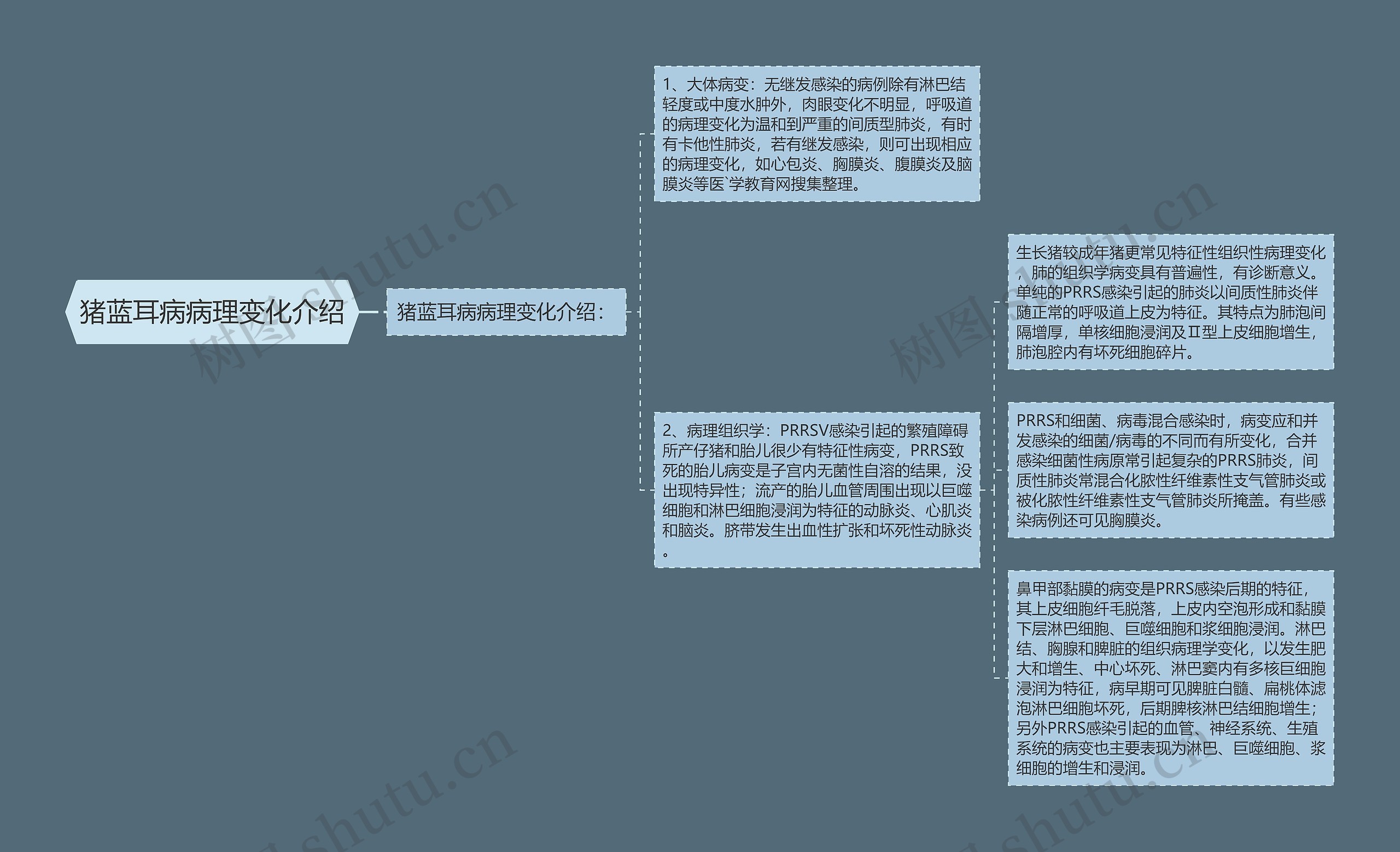 猪蓝耳病病理变化介绍思维导图