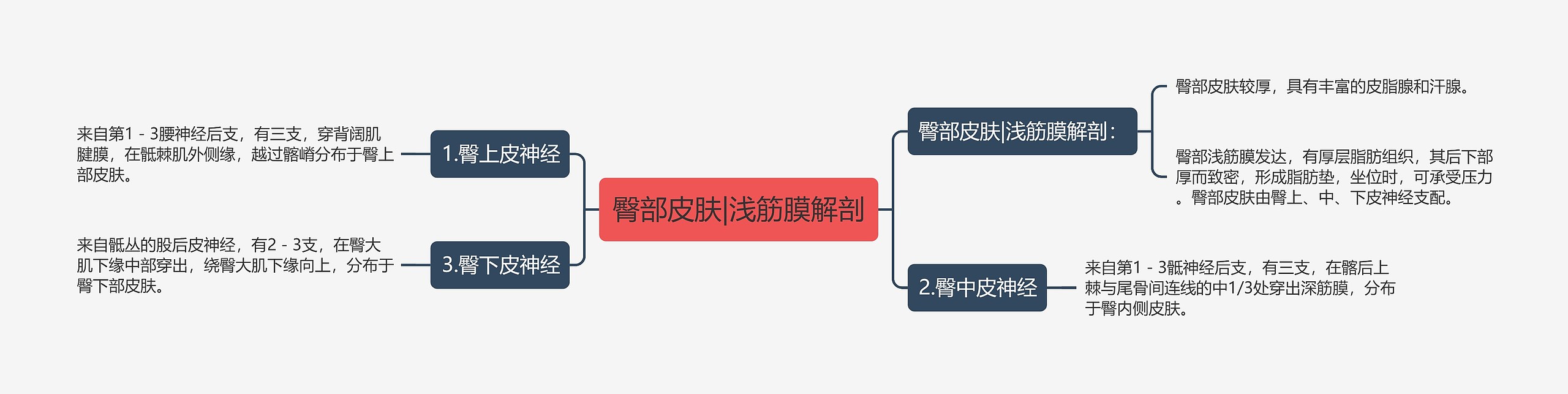 臀部皮肤|浅筋膜解剖思维导图