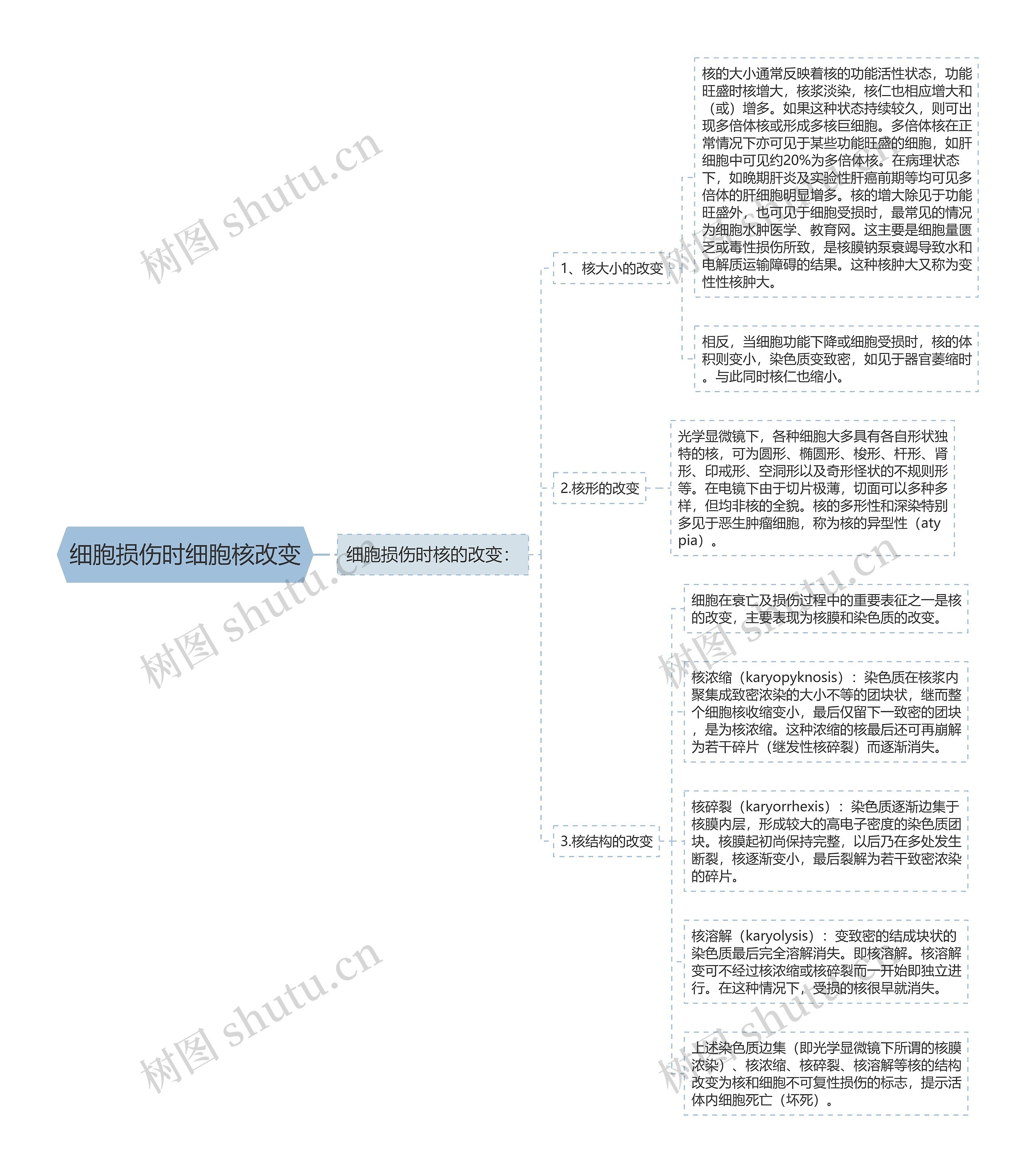 细胞损伤时细胞核改变