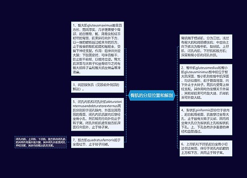 臀肌的分层位置和解剖