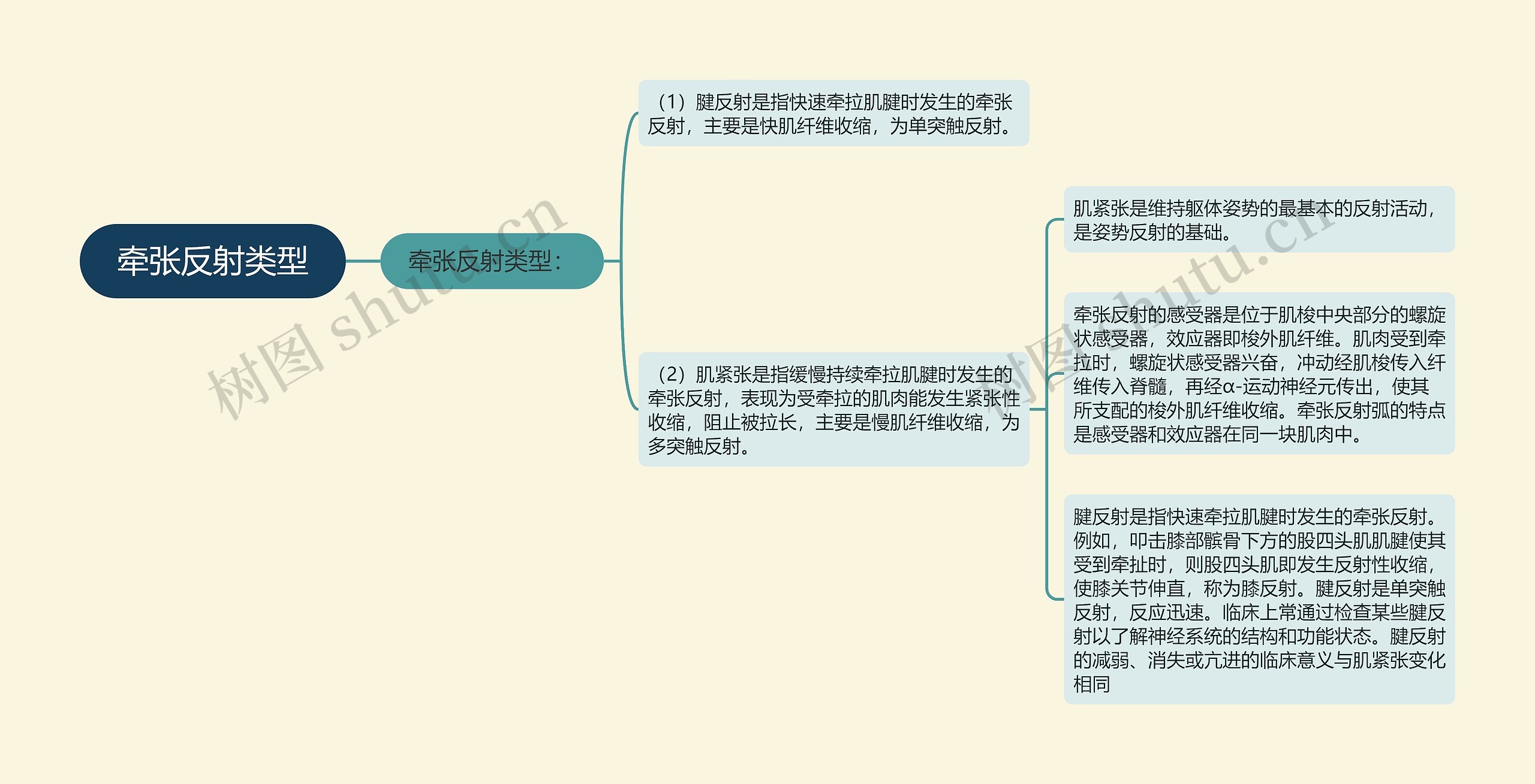 牵张反射类型