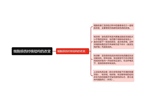 细胞损伤时核结构的改变