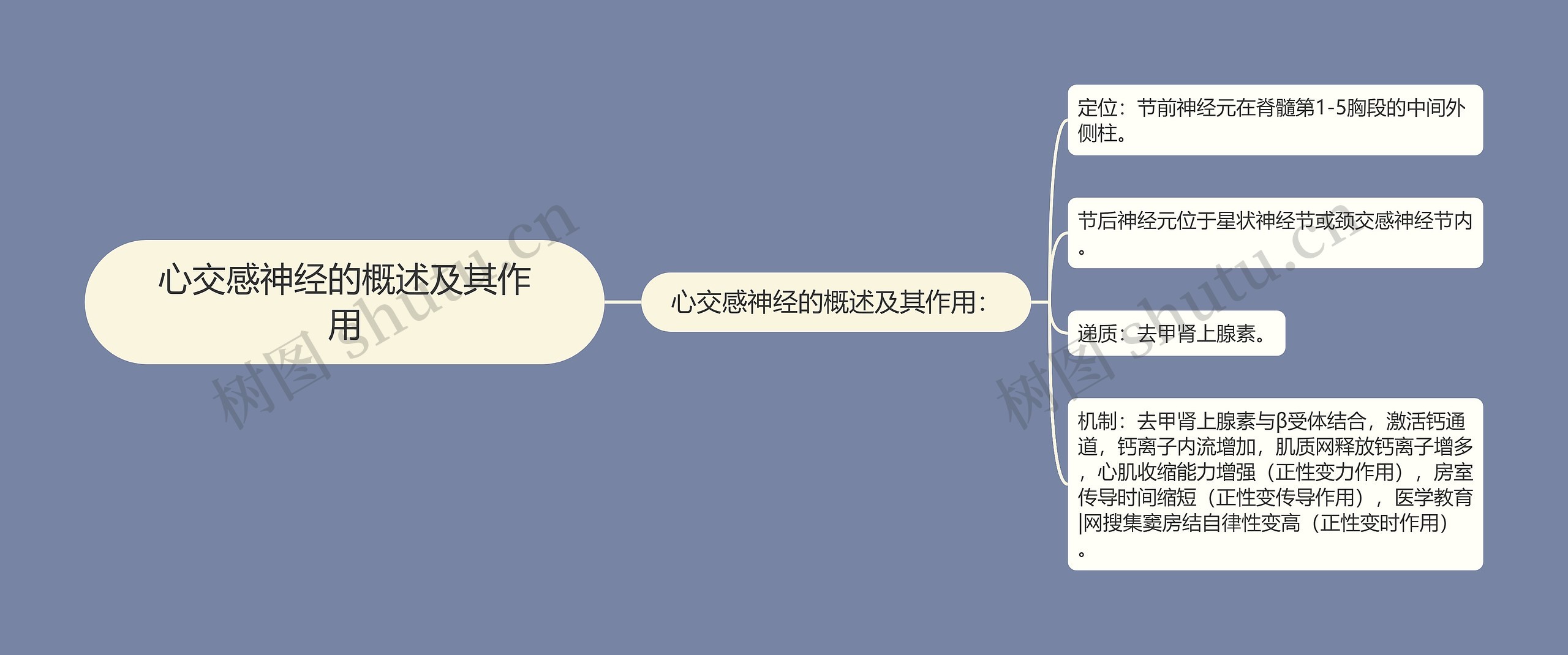 心交感神经的概述及其作用思维导图