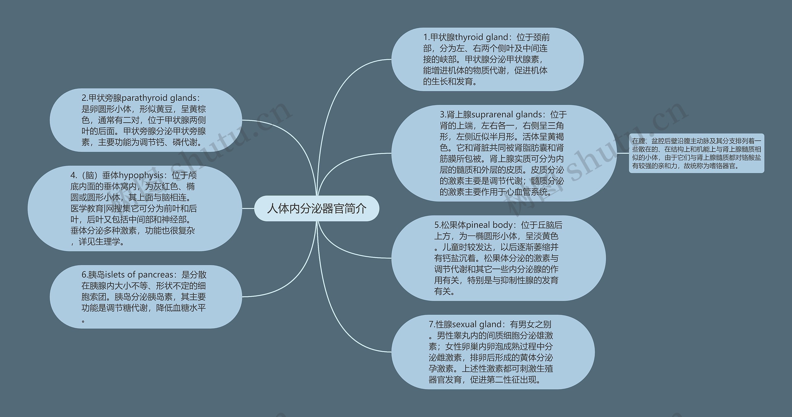 人体内分泌器官简介思维导图