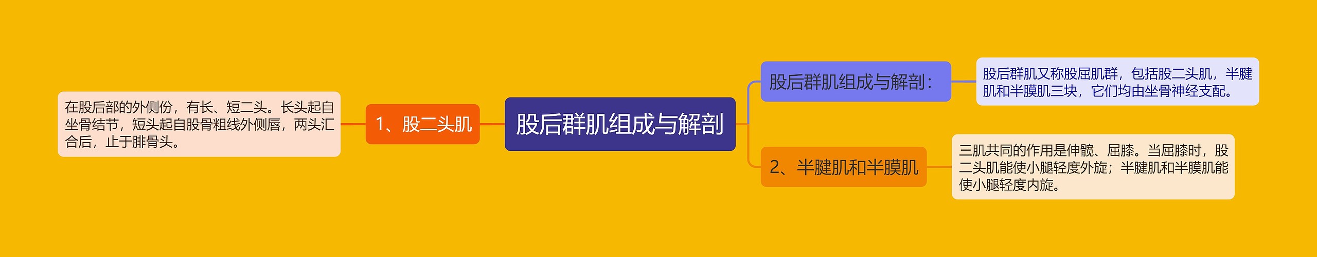 股后群肌组成与解剖