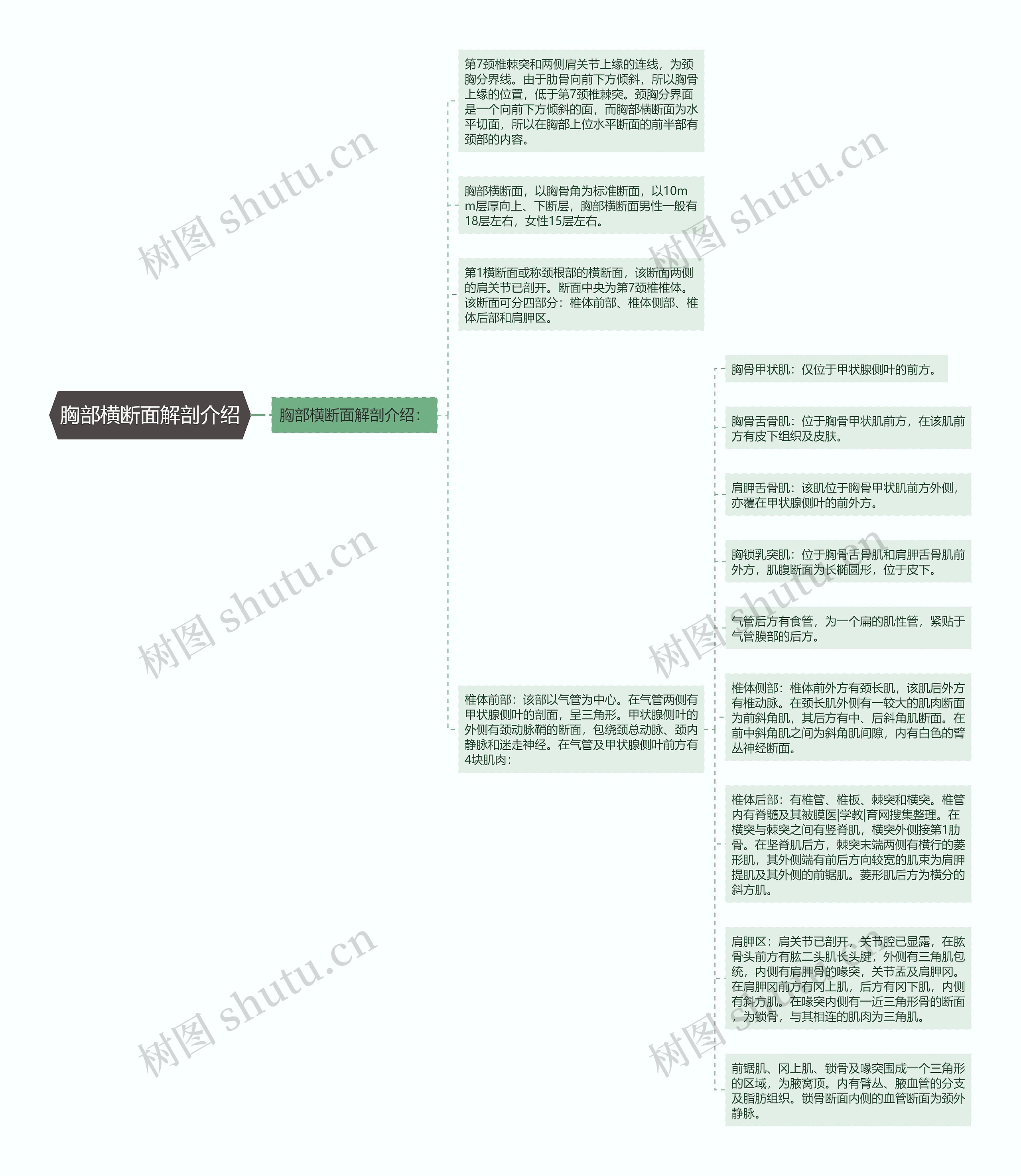 胸部横断面解剖介绍