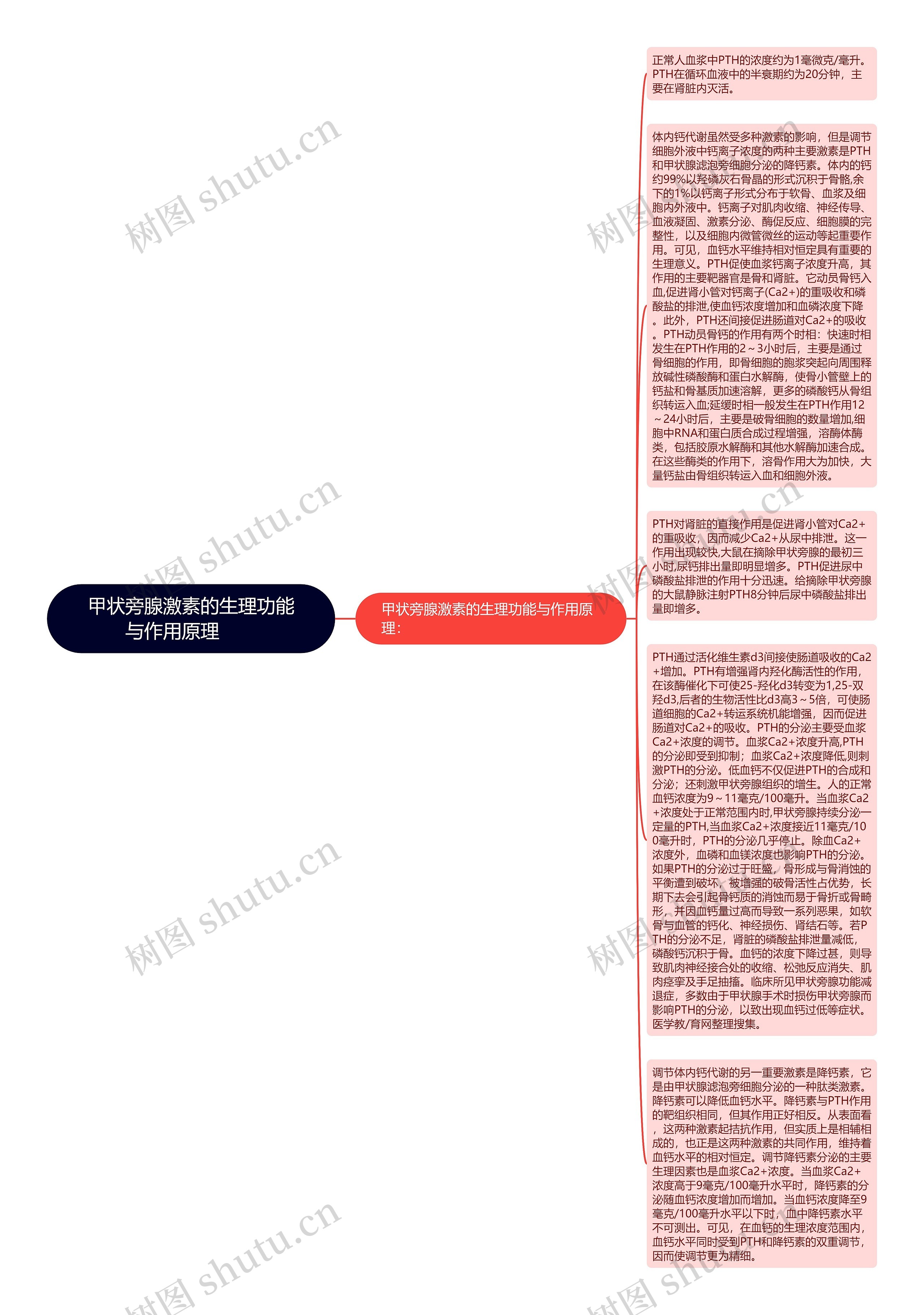 甲状旁腺激素的生理功能与作用原理　　思维导图