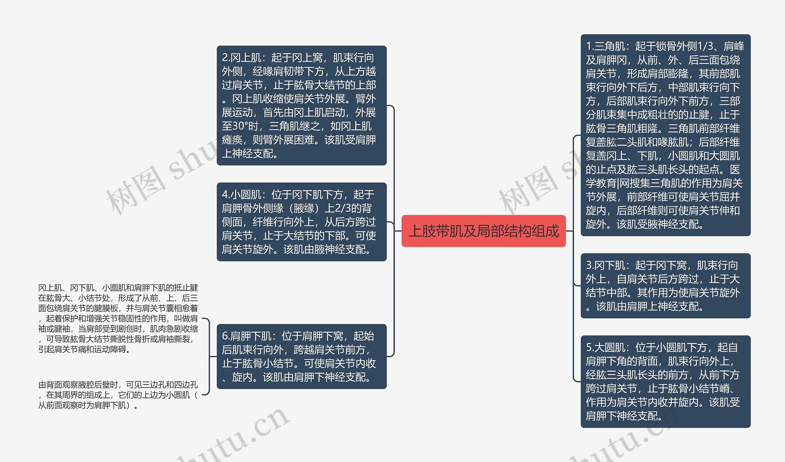 上肢带肌及局部结构组成