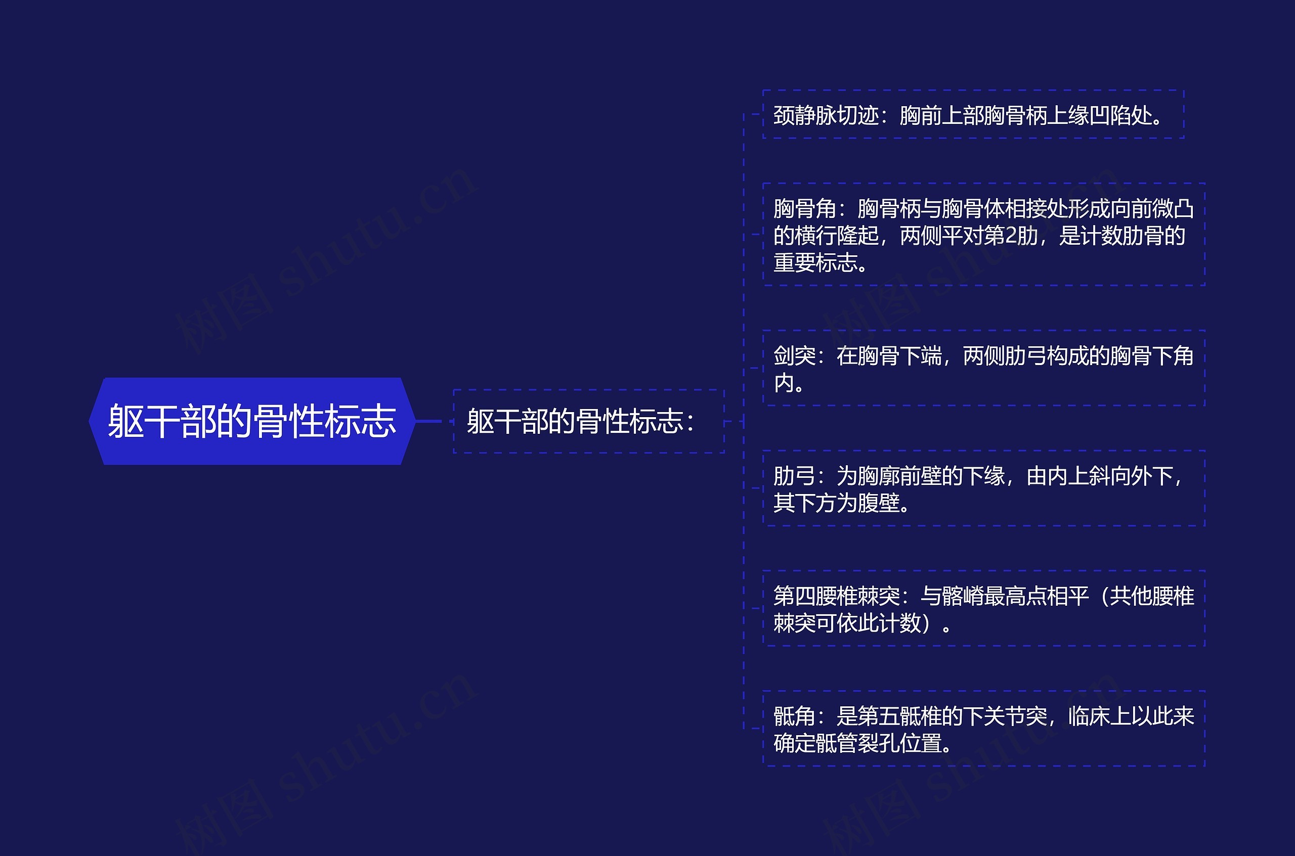 躯干部的骨性标志 躯干部的骨性标志
