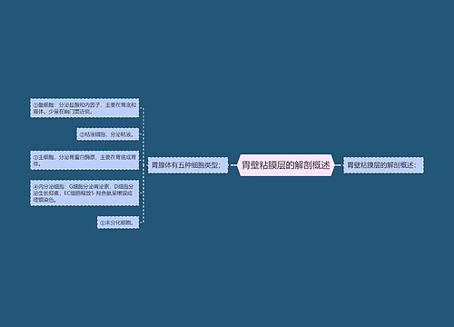 胃壁粘膜层的解剖概述