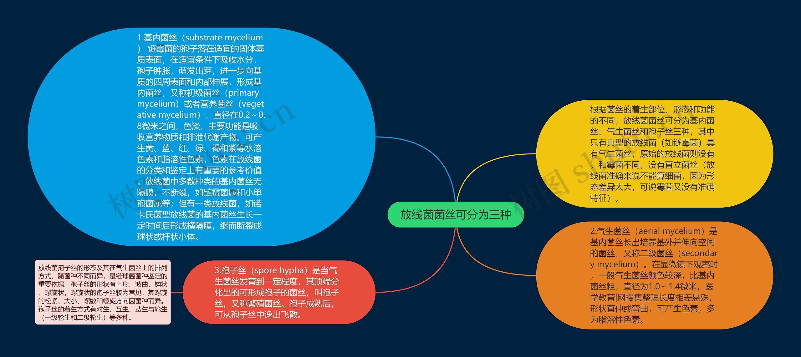 放线菌菌丝可分为三种思维导图