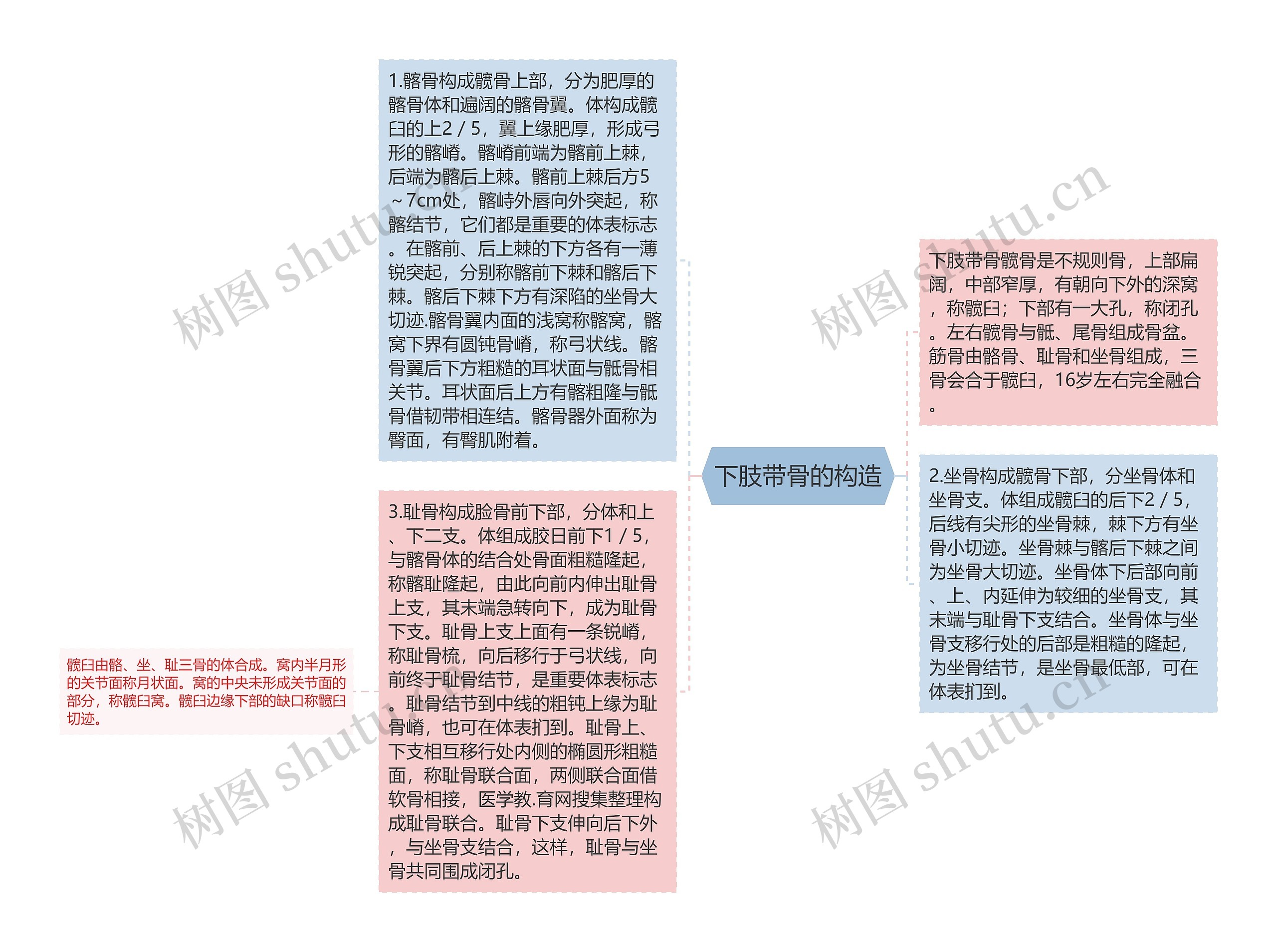 下肢带骨的构造思维导图高清图 下肢带骨的构造思维导图