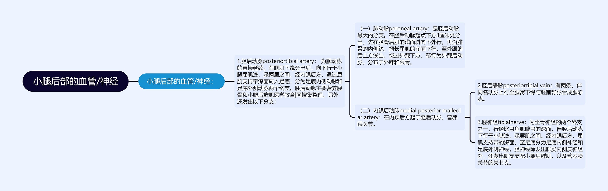 小腿后部的血管/神经