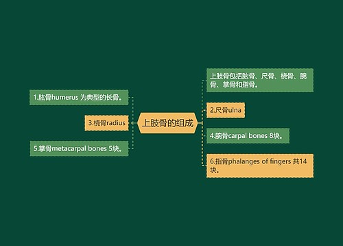 上肢骨的组成