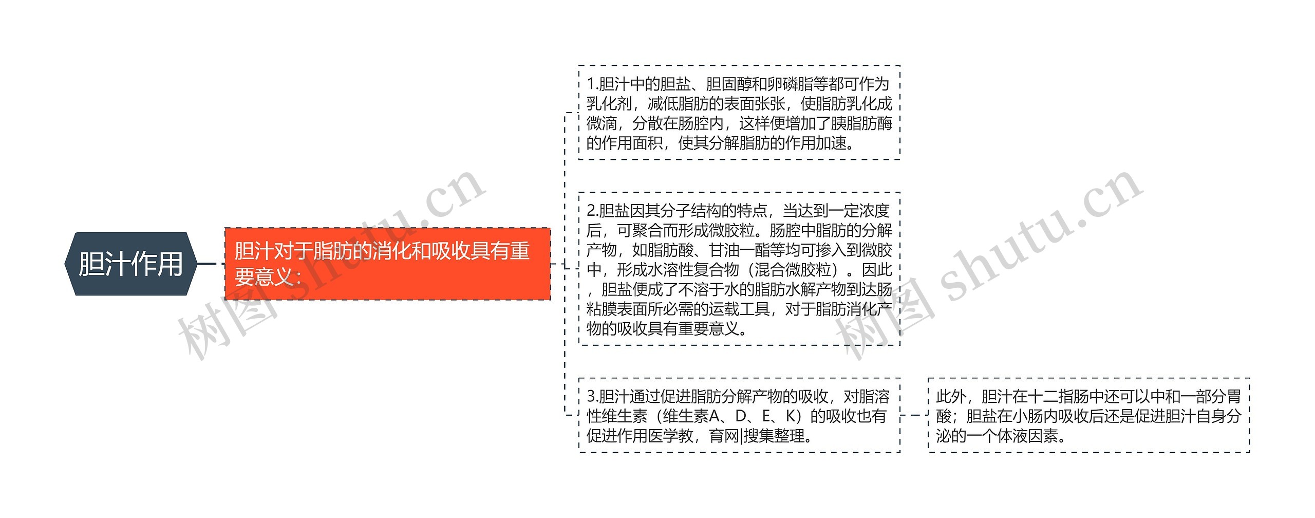 胆汁作用思维导图