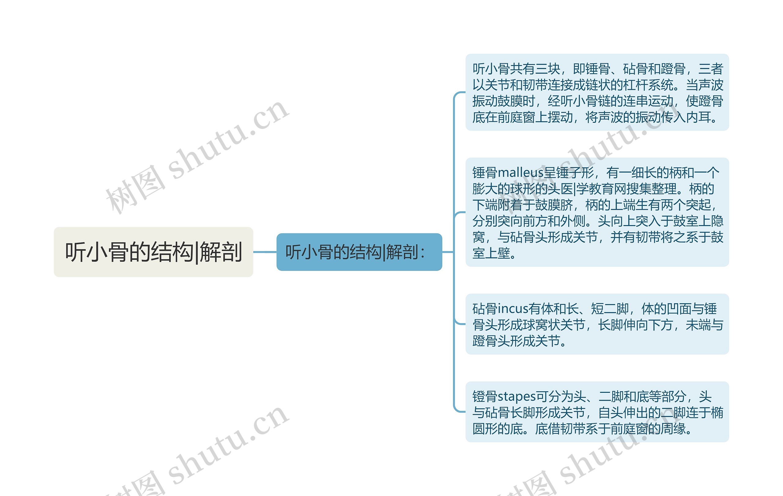 听小骨的结构|解剖思维导图