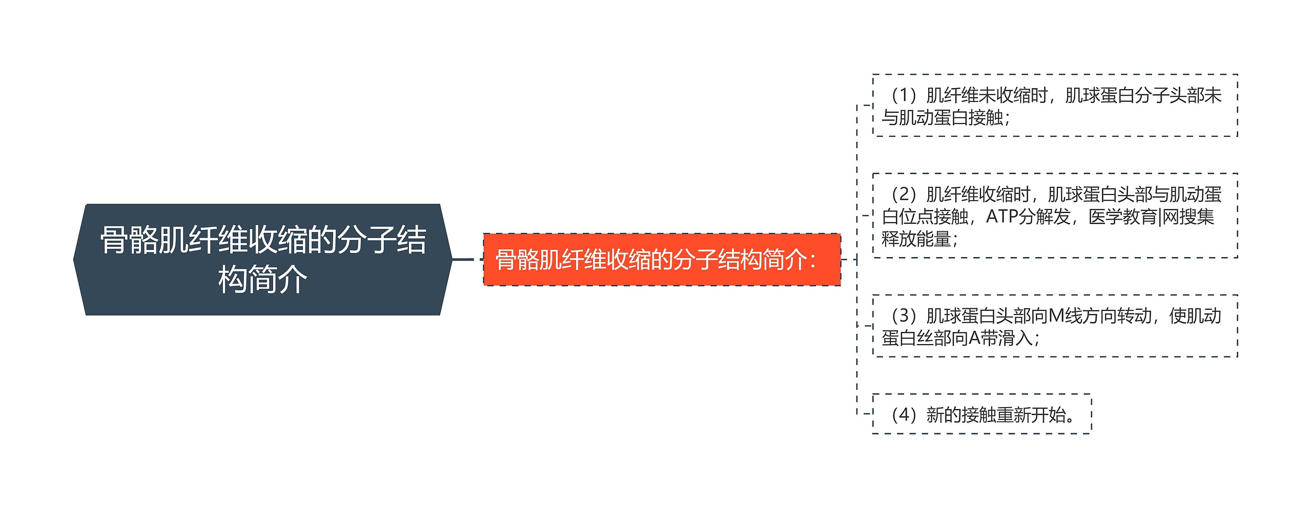 骨骼肌纤维收缩的分子结构简介思维导图