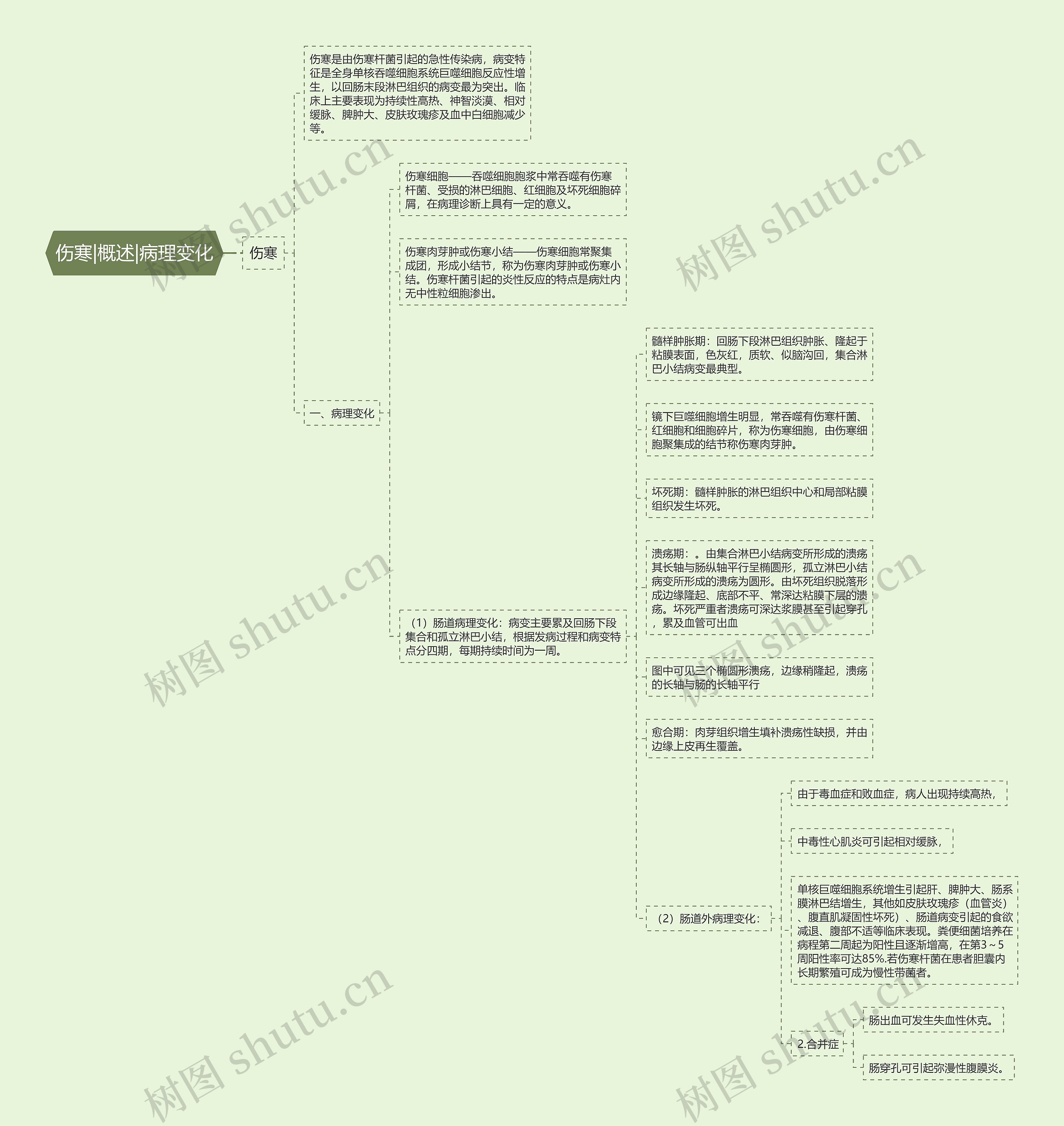 伤寒|概述|病理变化思维导图
