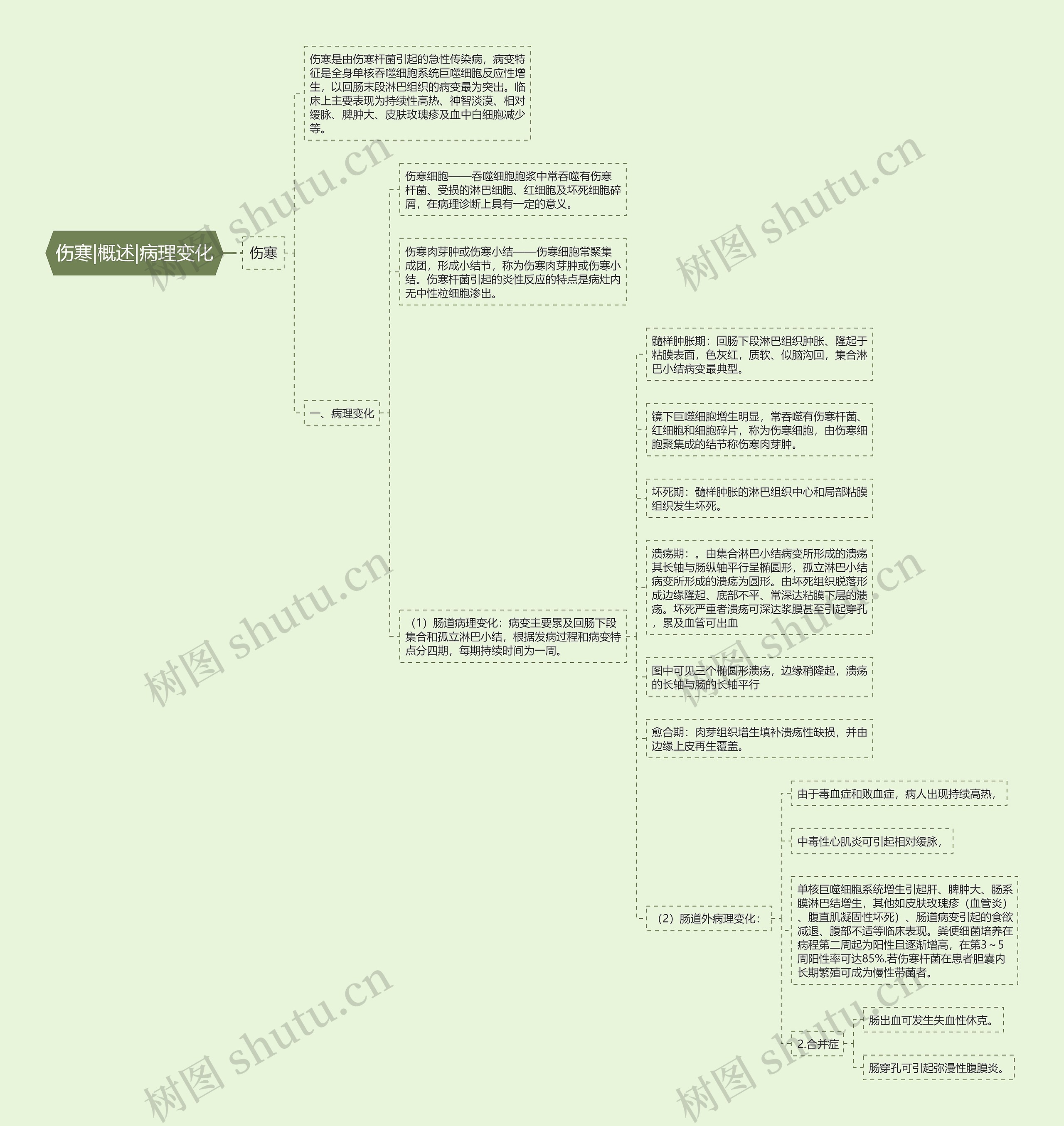 伤寒|概述|病理变化 伤寒|概述|病理变化