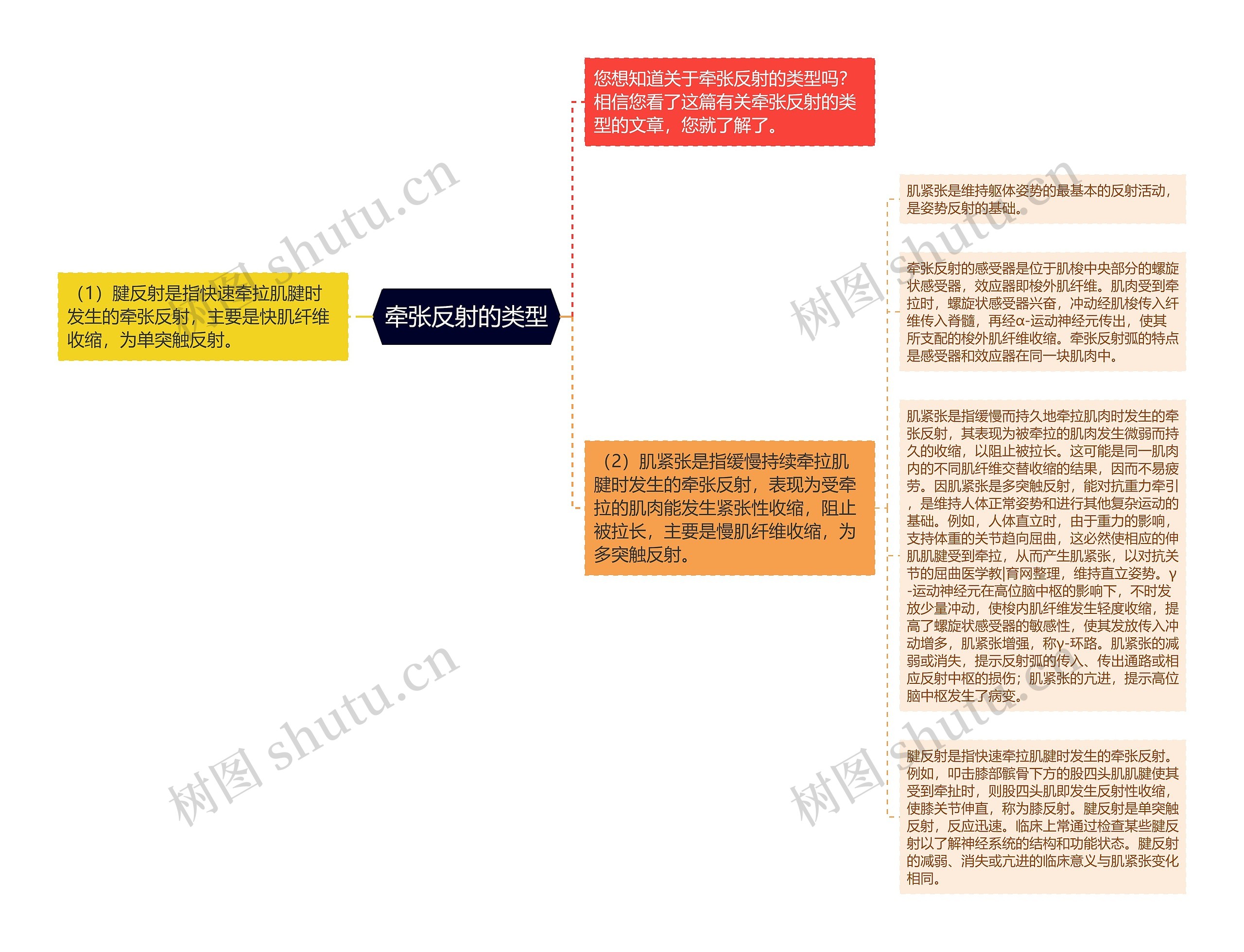 牵张反射的类型思维导图