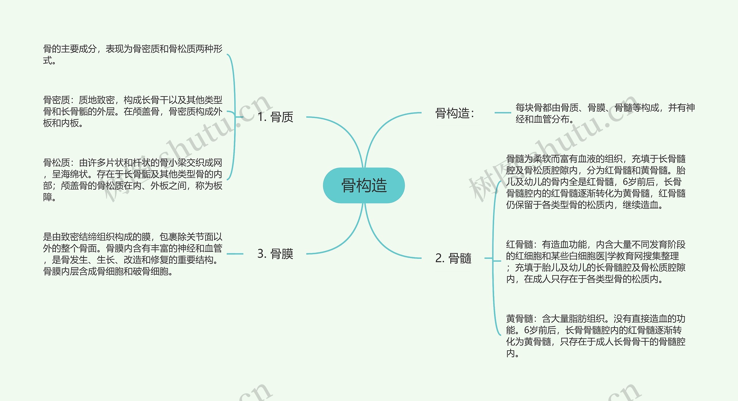 骨构造