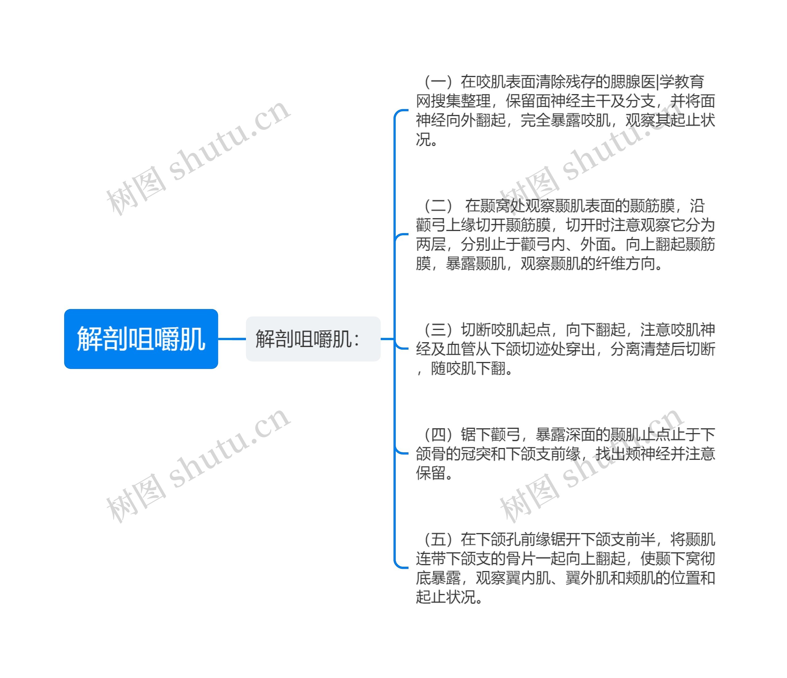 解剖咀嚼肌