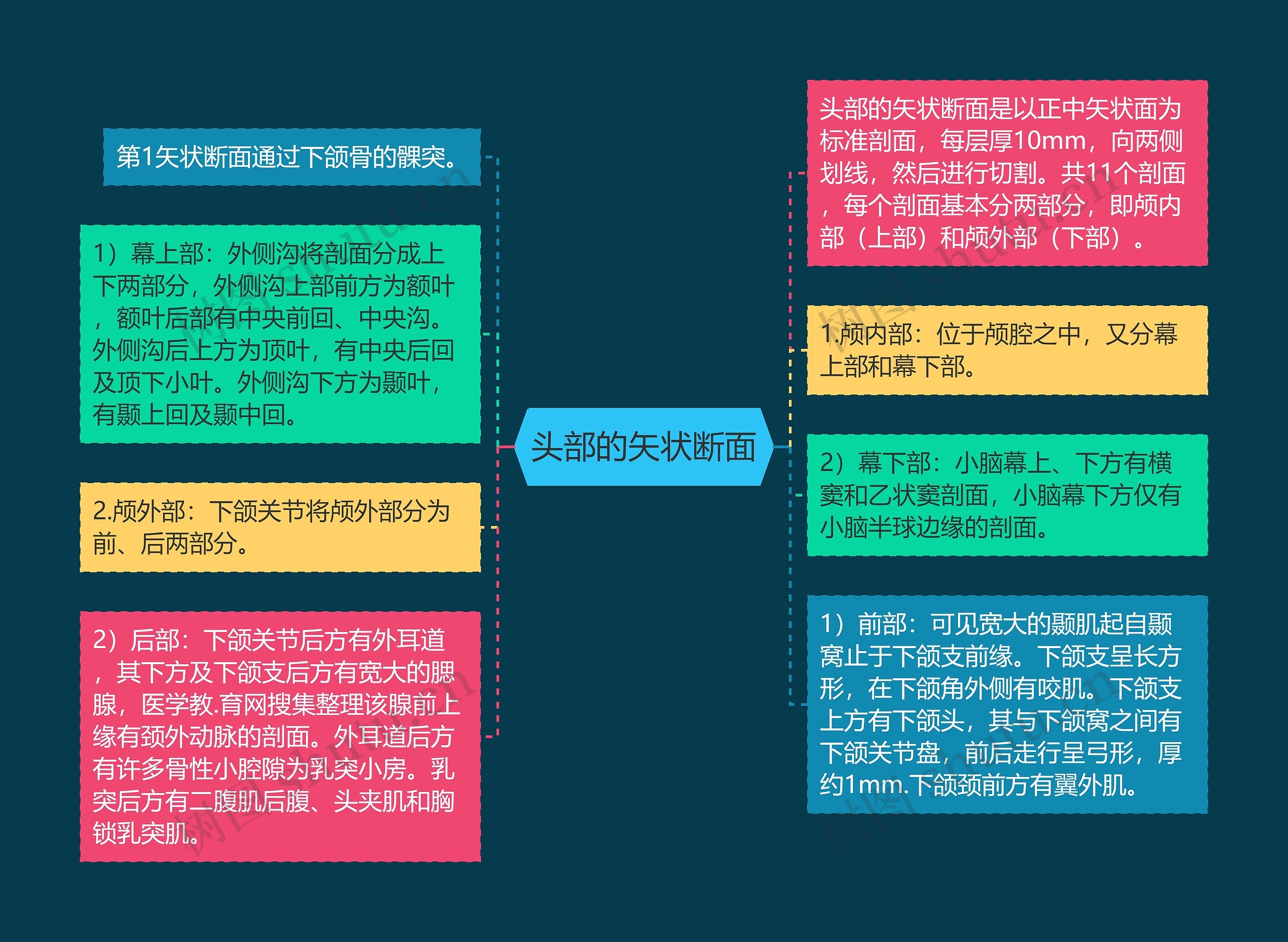 头部的矢状断面 头部的矢状断面