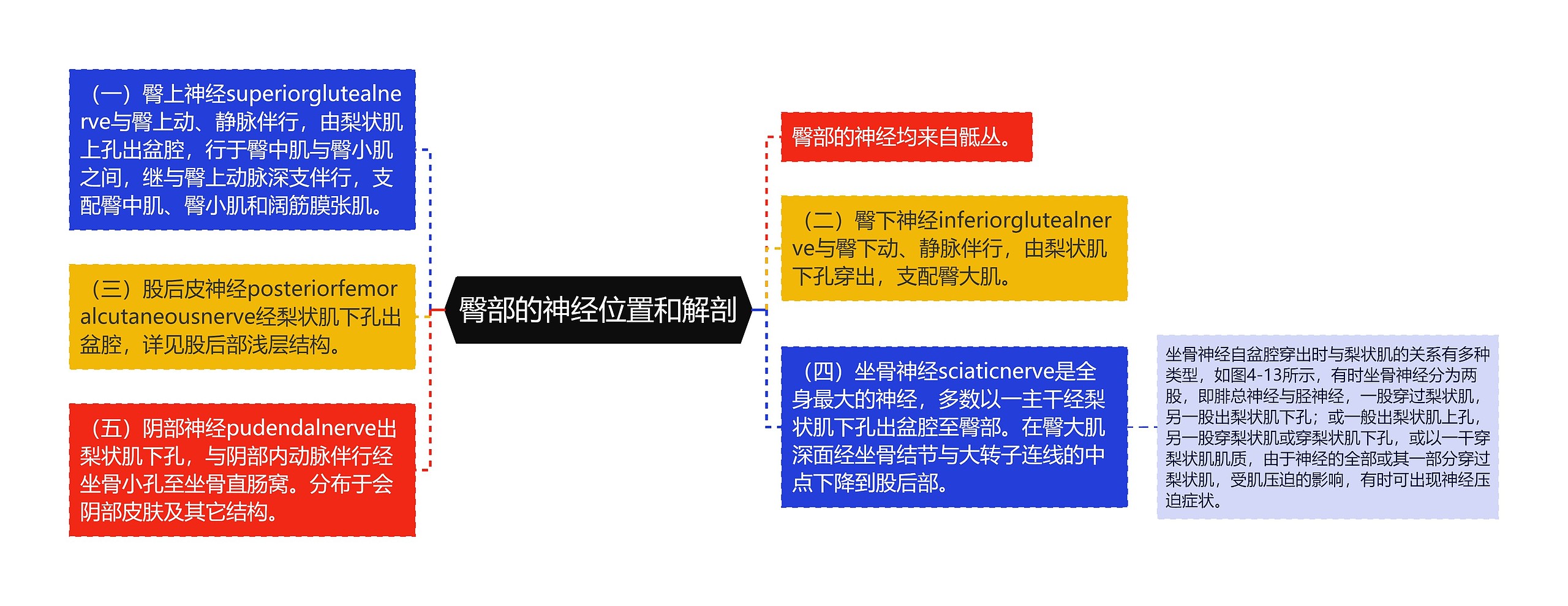 臀部的神经位置和解剖 臀部的神经位置和解剖